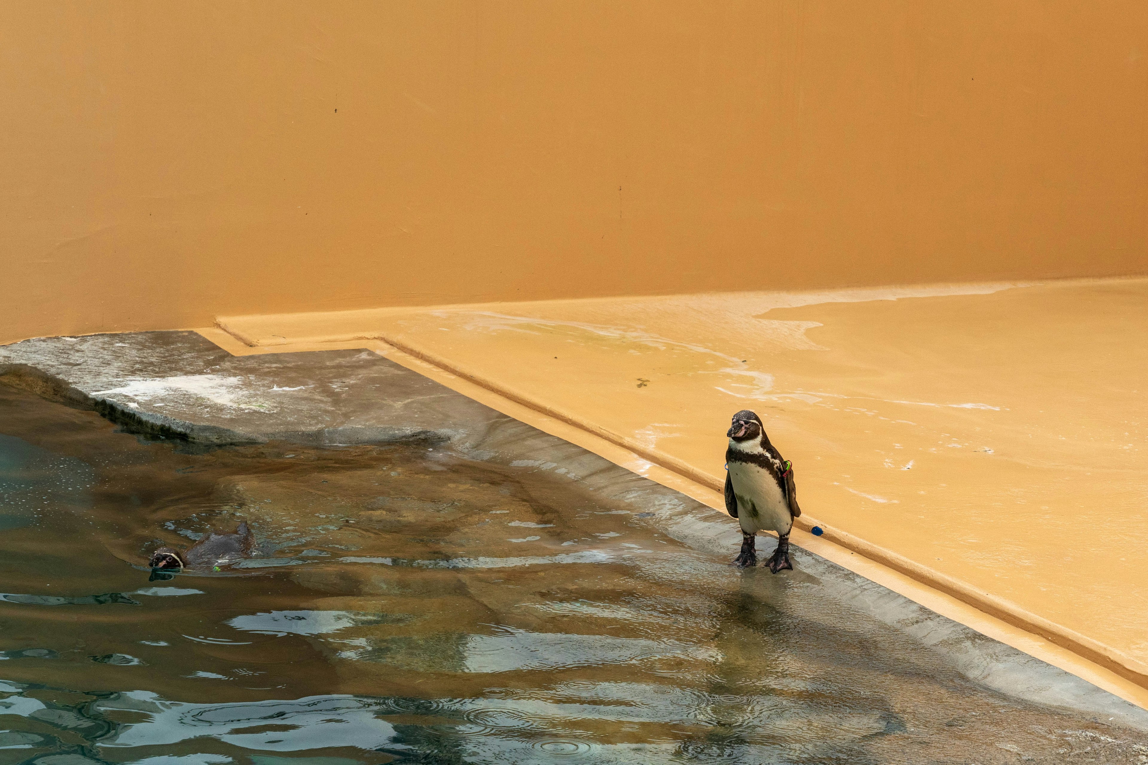 水辺に立つ小さな鳥とオレンジ色の背景