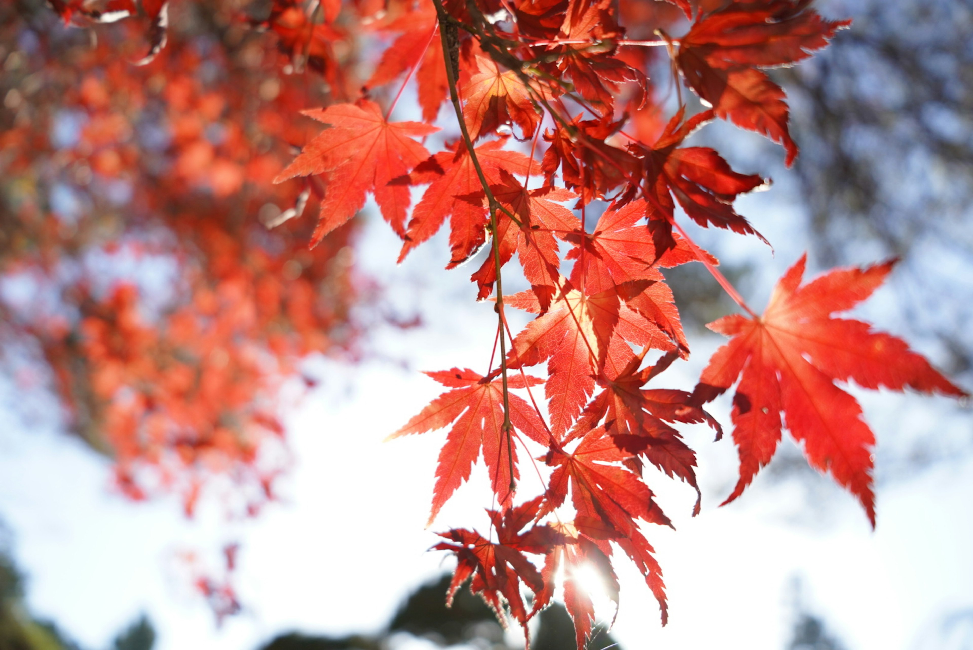 Vibrant red maple leaves hanging against a blue sky background