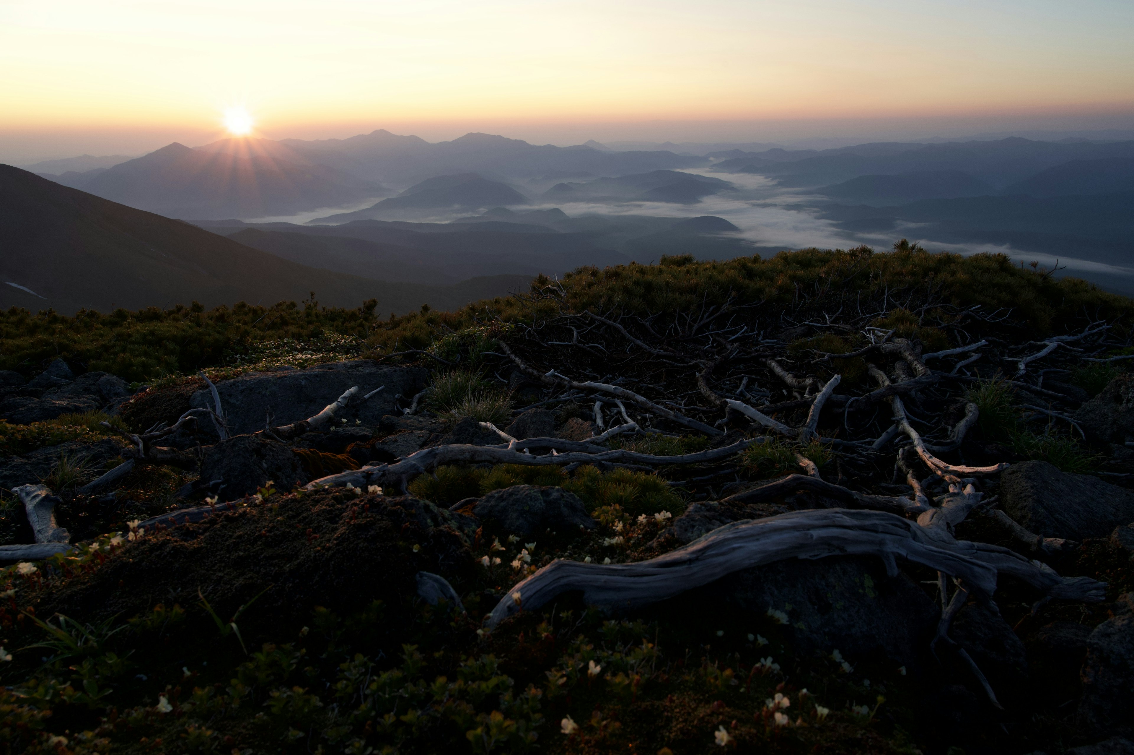 Lever de soleil sur des montagnes avec des racines d'arbres exposées