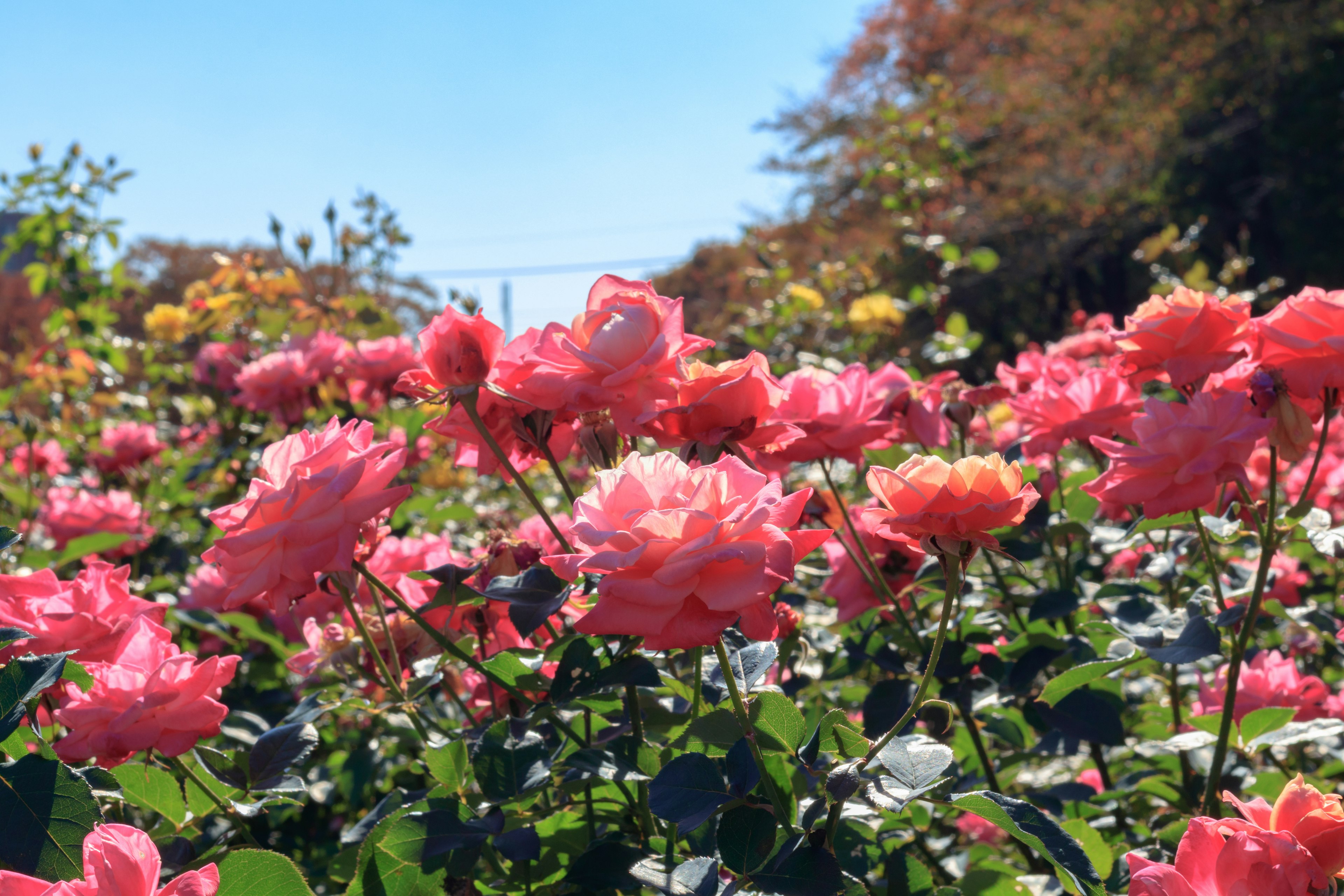 Un jardin vibrant rempli de roses roses en fleurs sous un ciel bleu clair