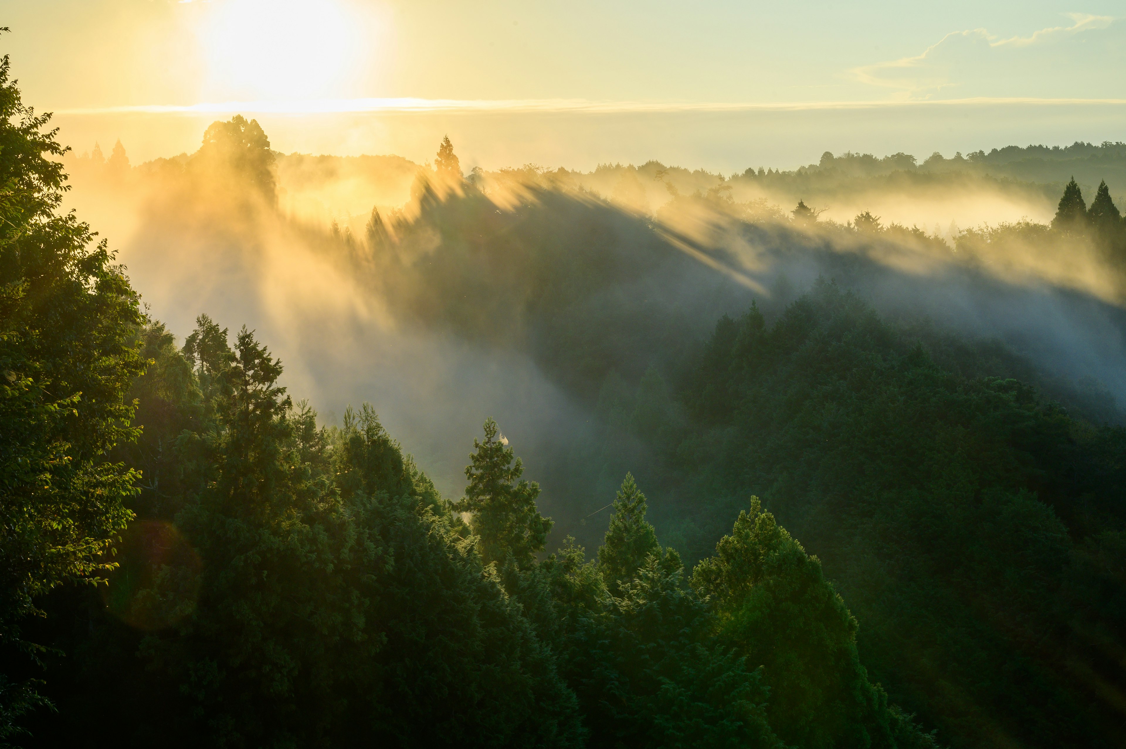 Nebeliger Waldlandschaft mit Sonnenaufgang