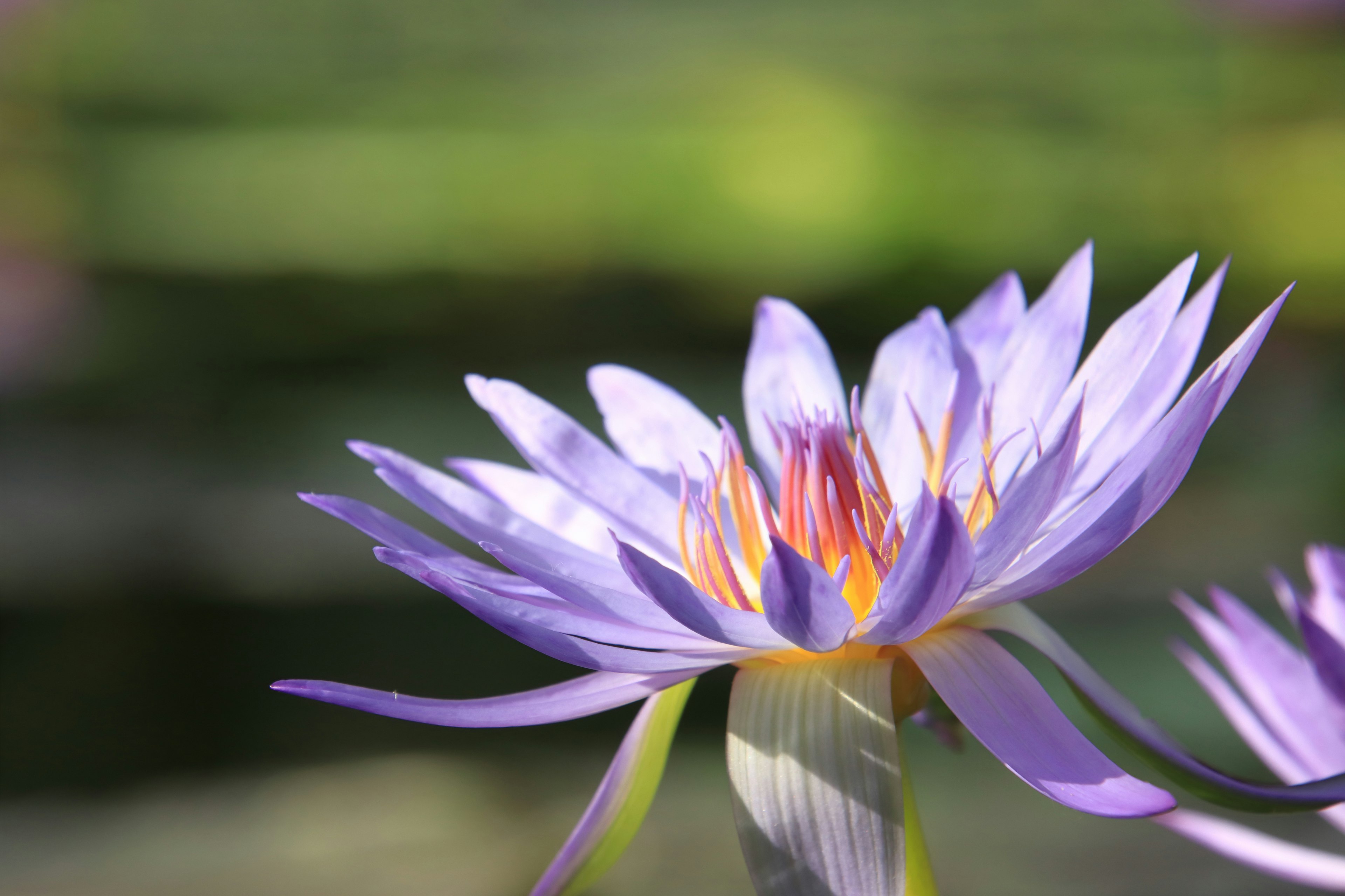 美しい紫色のハスの花が水面に浮かんでいる