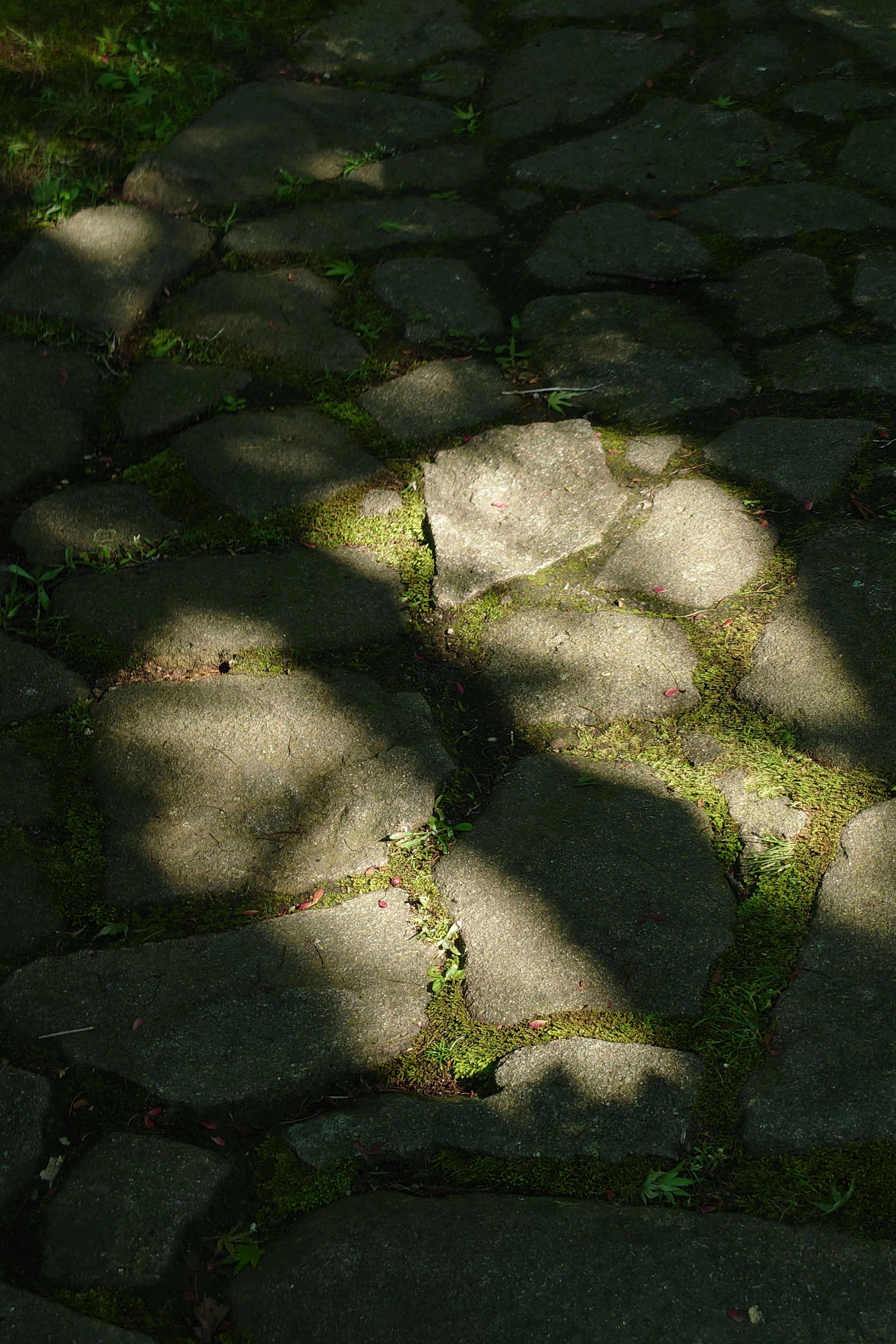 Sentiero di pietra con ombre e macchie di muschio