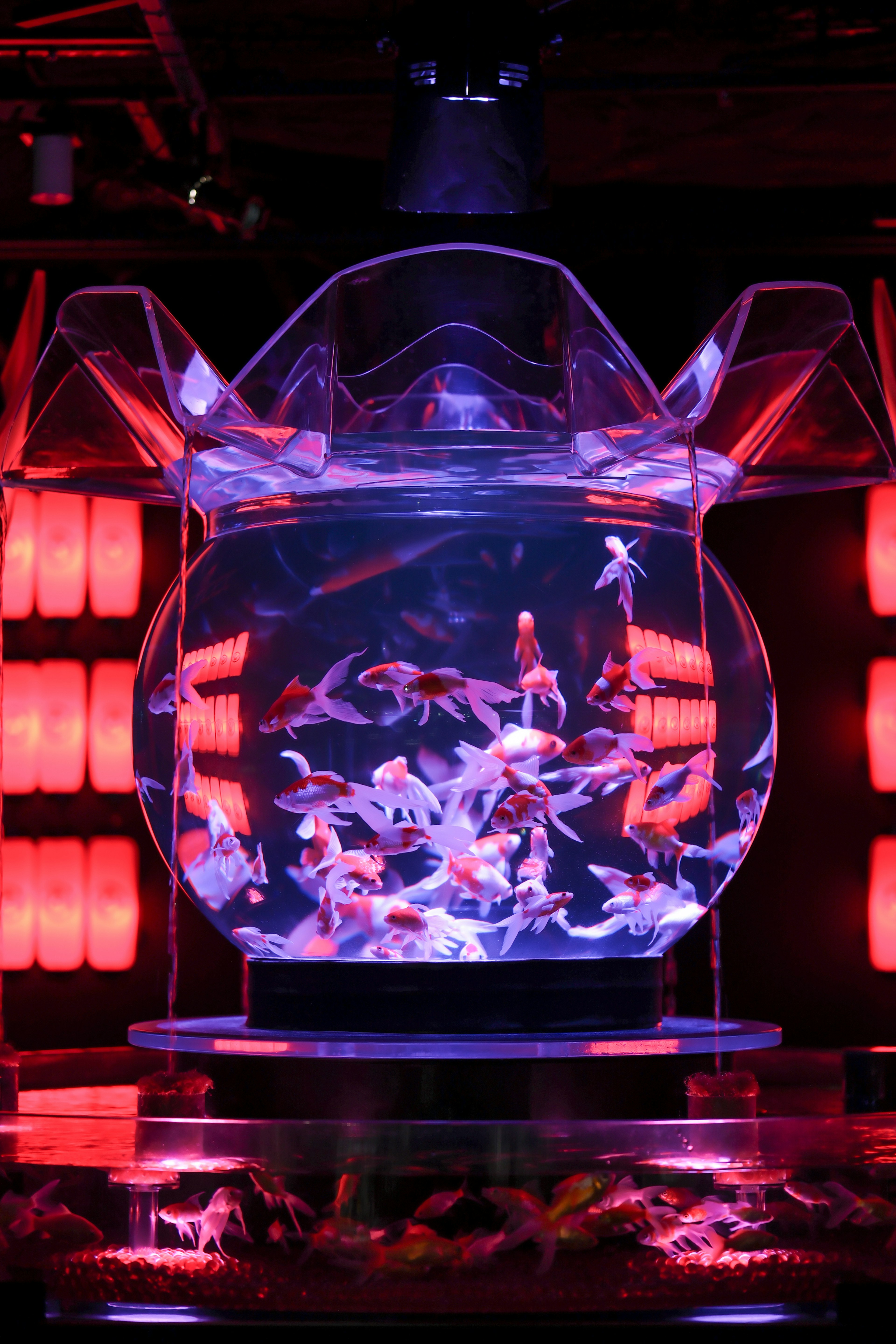 A glowing transparent fish tank filled with many goldfish against a red background