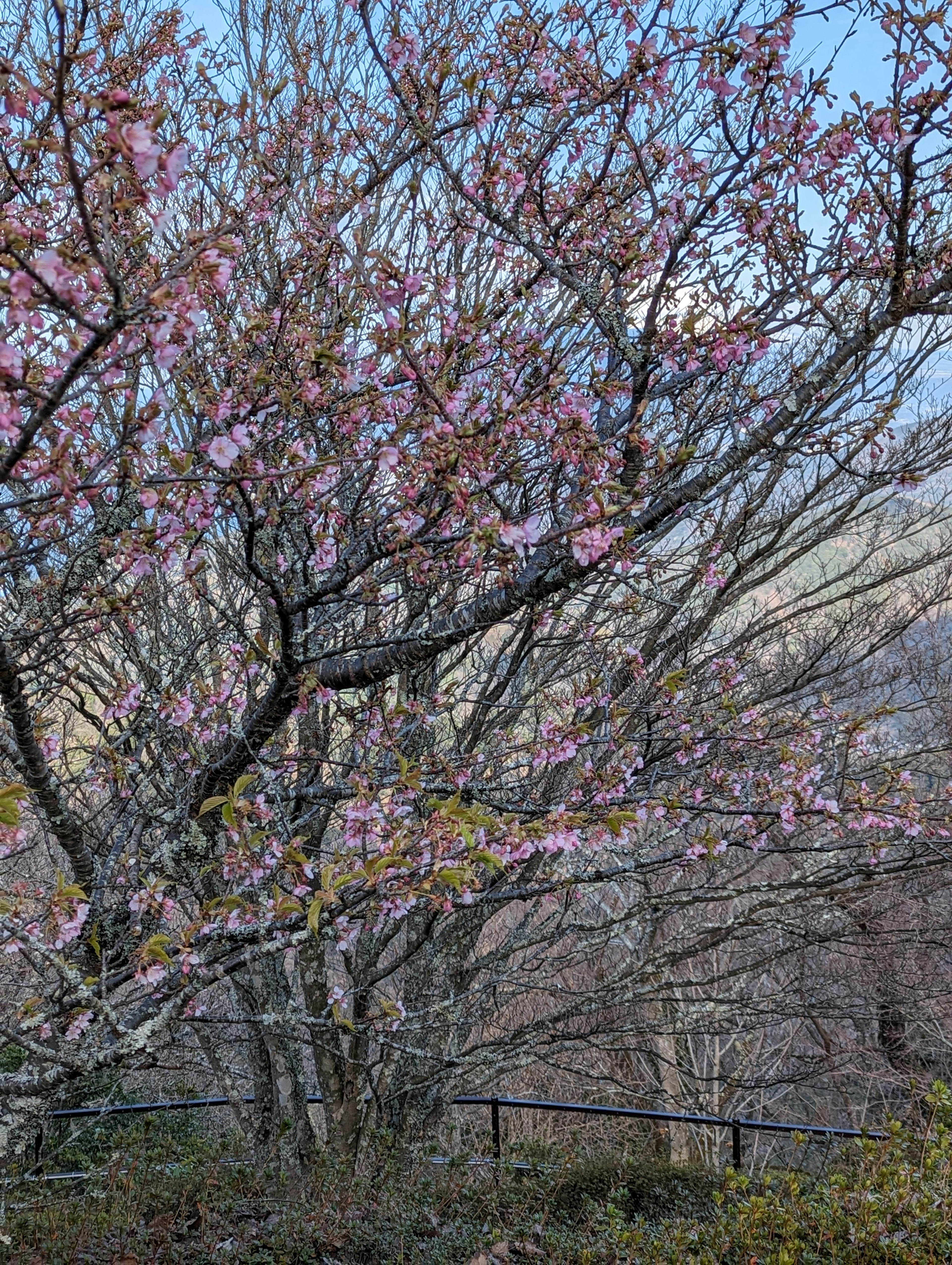 春に咲く桜の木の枝と花が見える風景