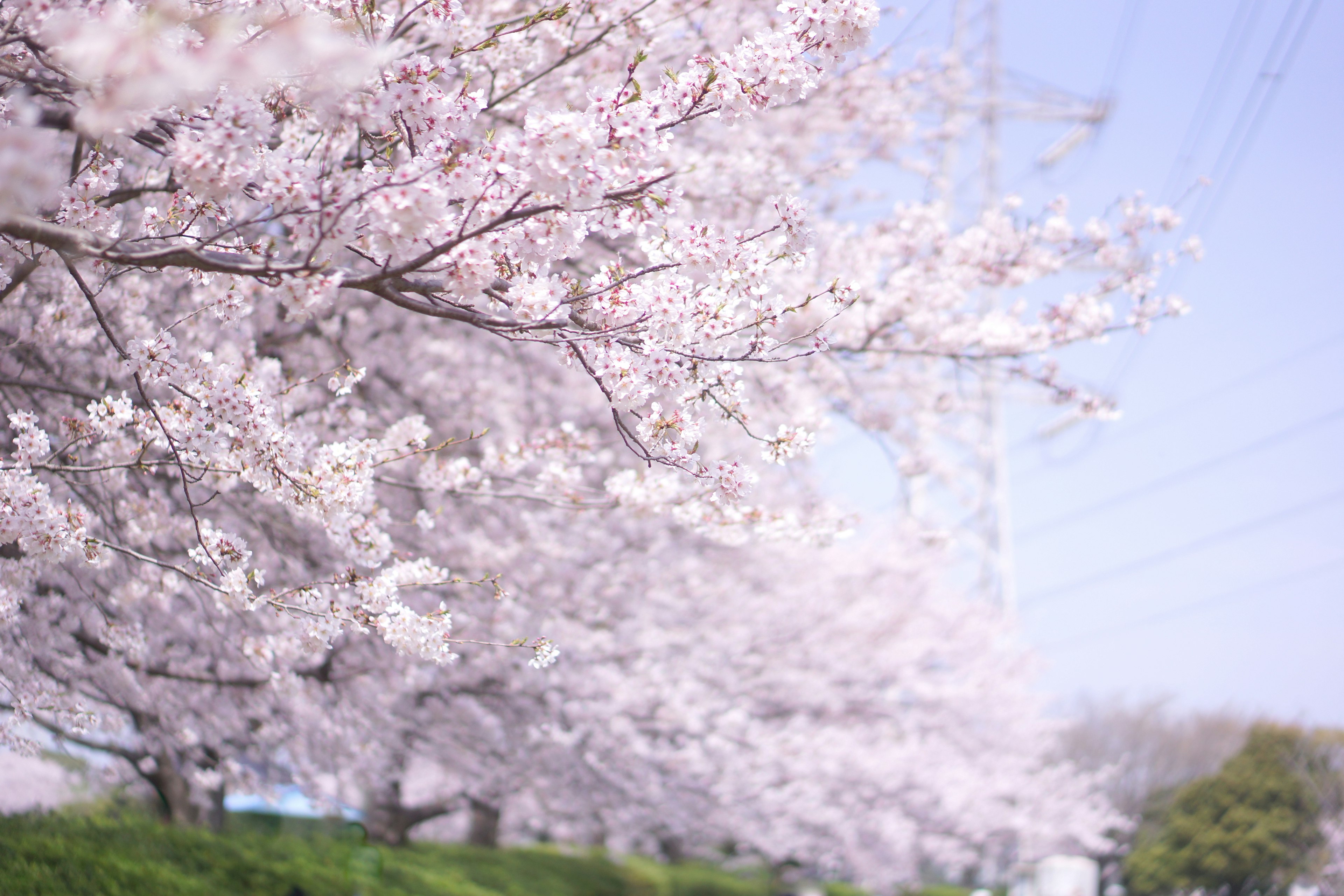 Beautiful cherry blossom trees in full bloom