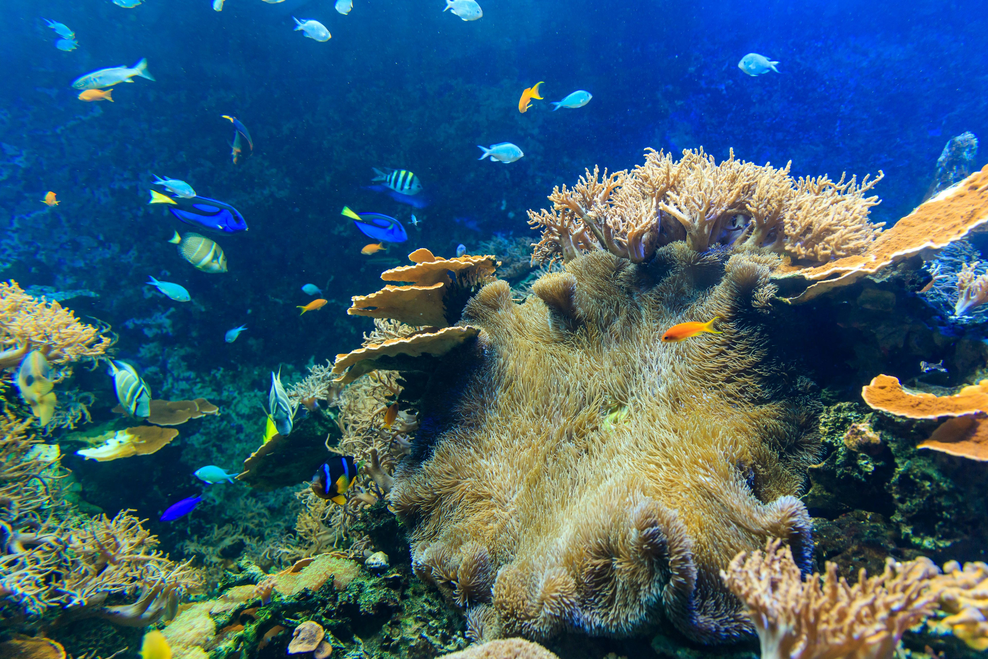 Lebendige Unterwasserszene mit bunten Fischen, die um Korallenriffe schwimmen