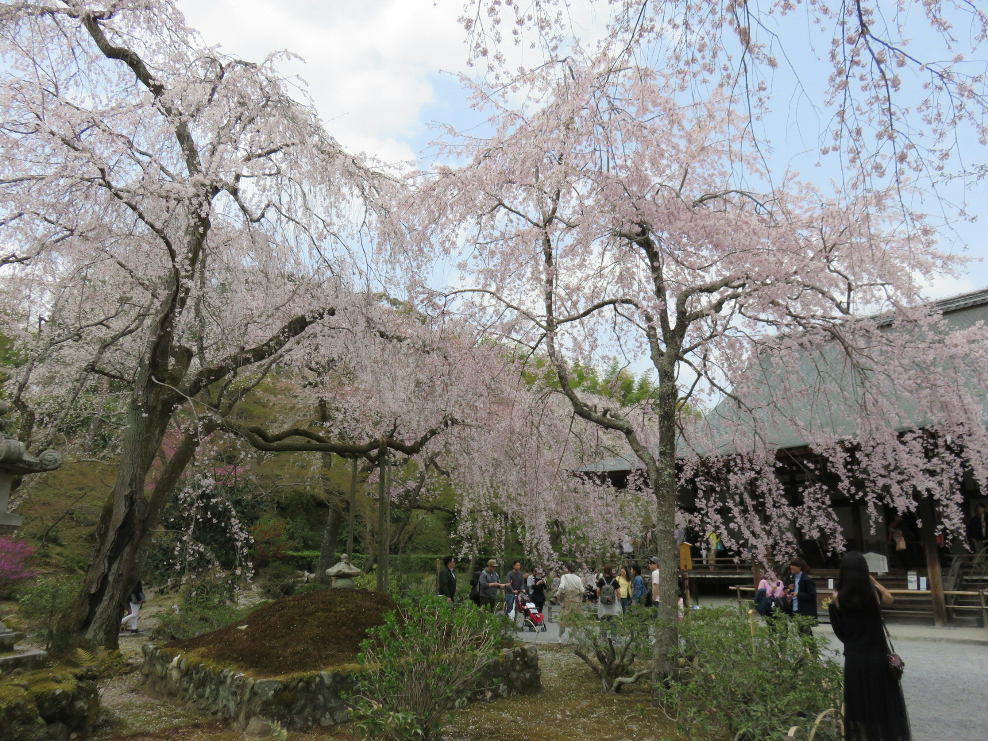 Beautiful cherry blossom trees in a serene garden landscape