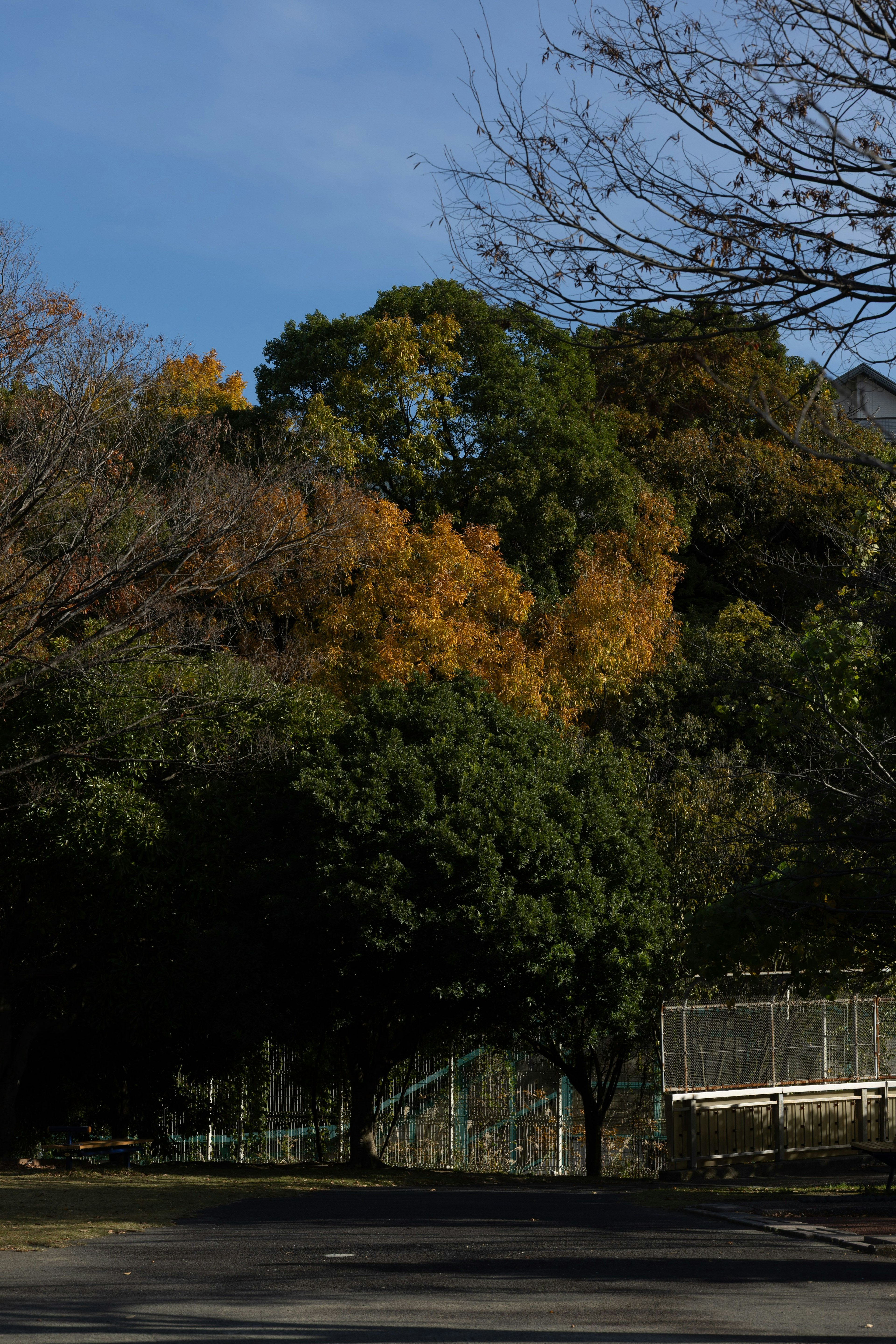 Escena de parque con árboles de colores otoñales y cielo azul claro
