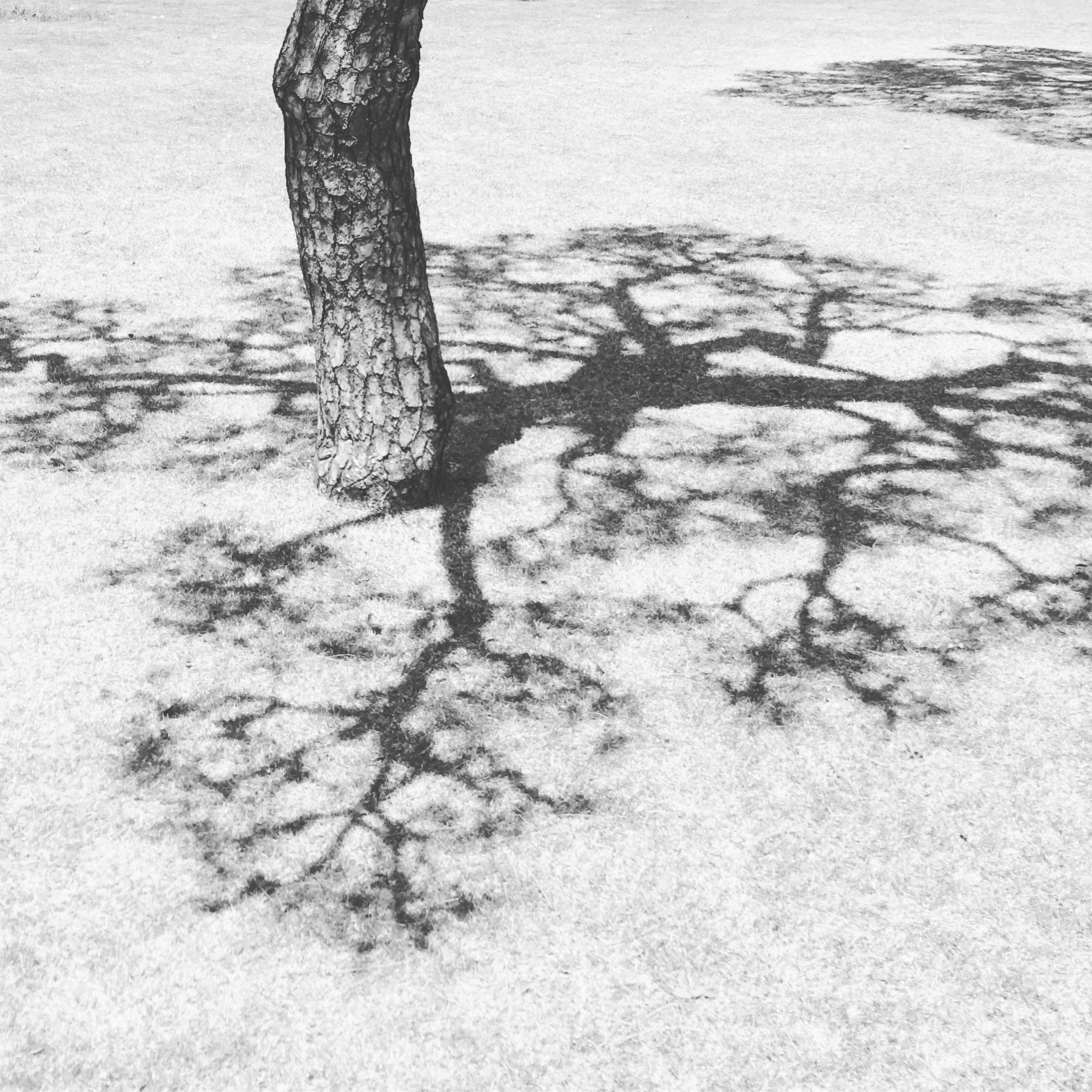 Black and white image of a tree casting intricate shadows on the ground