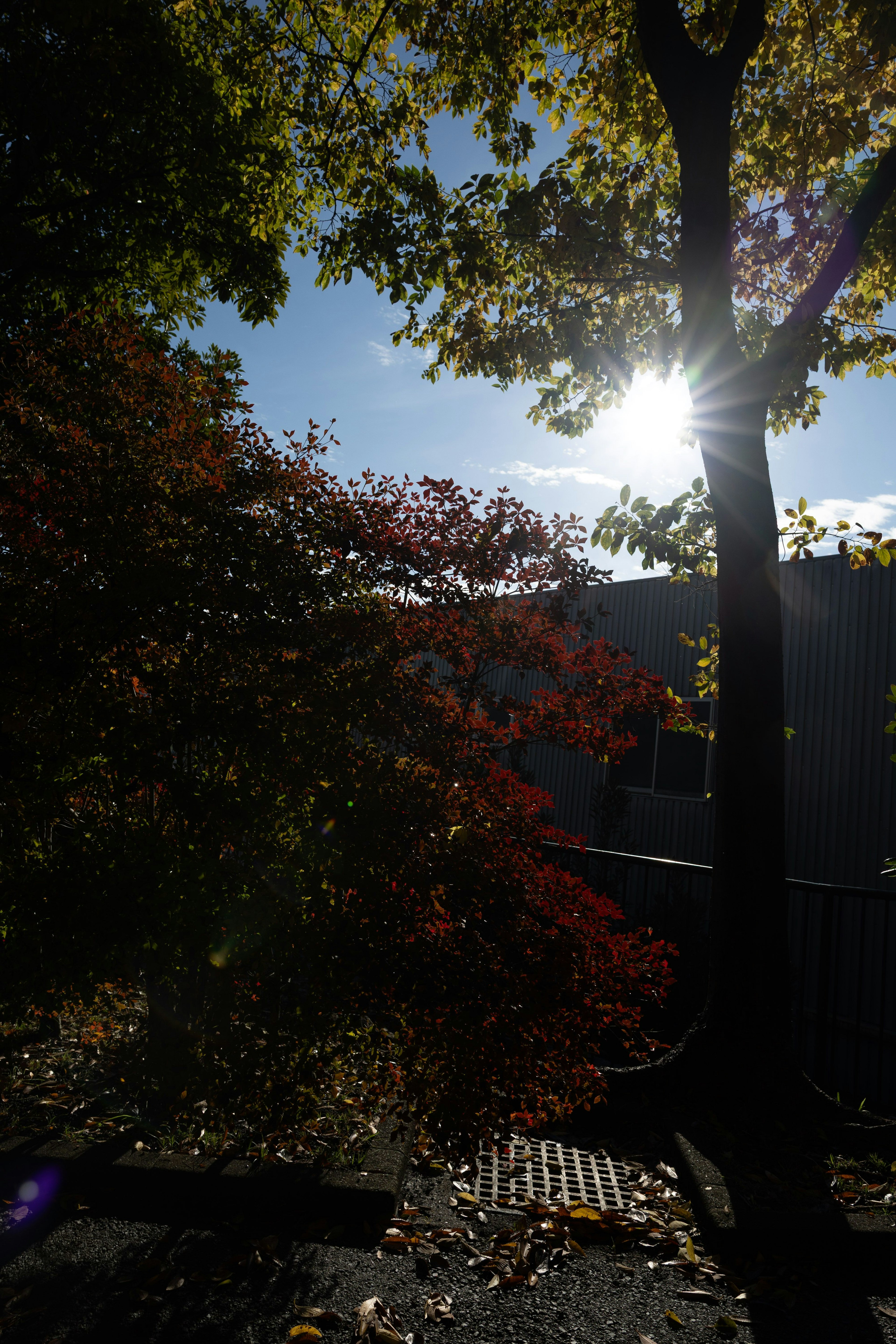 Herbstbäume mit Sonnenlicht, das durchscheint