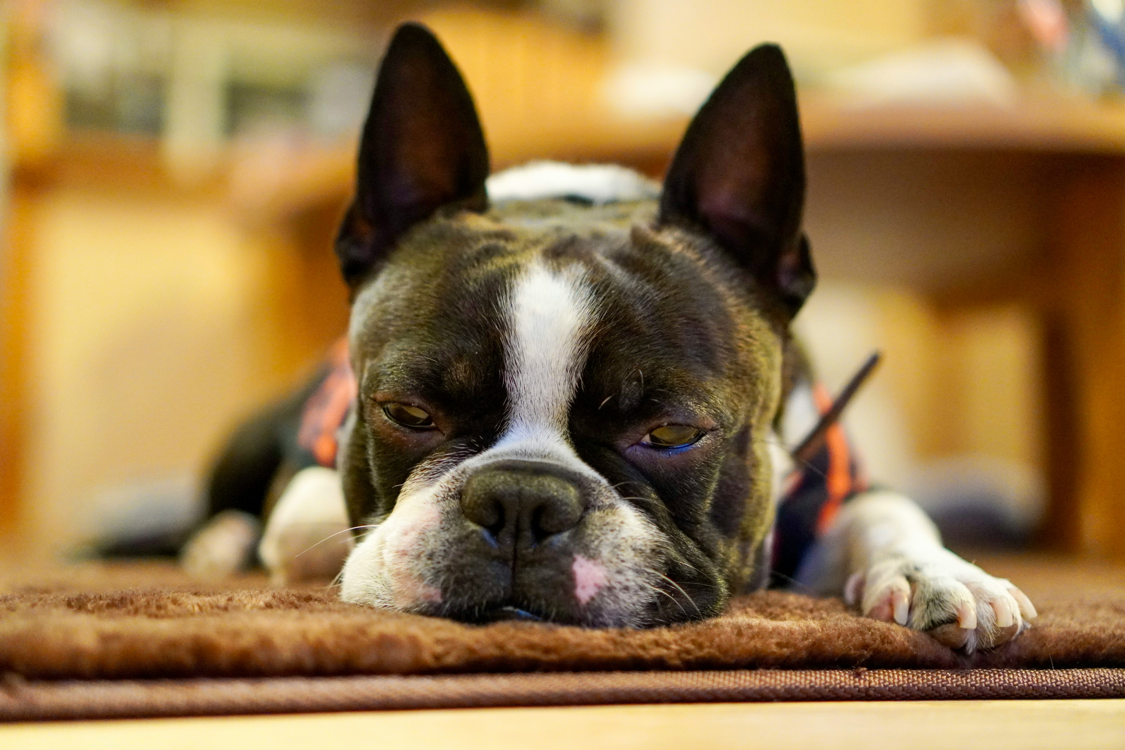 Französische Bulldogge liegt auf dem Boden