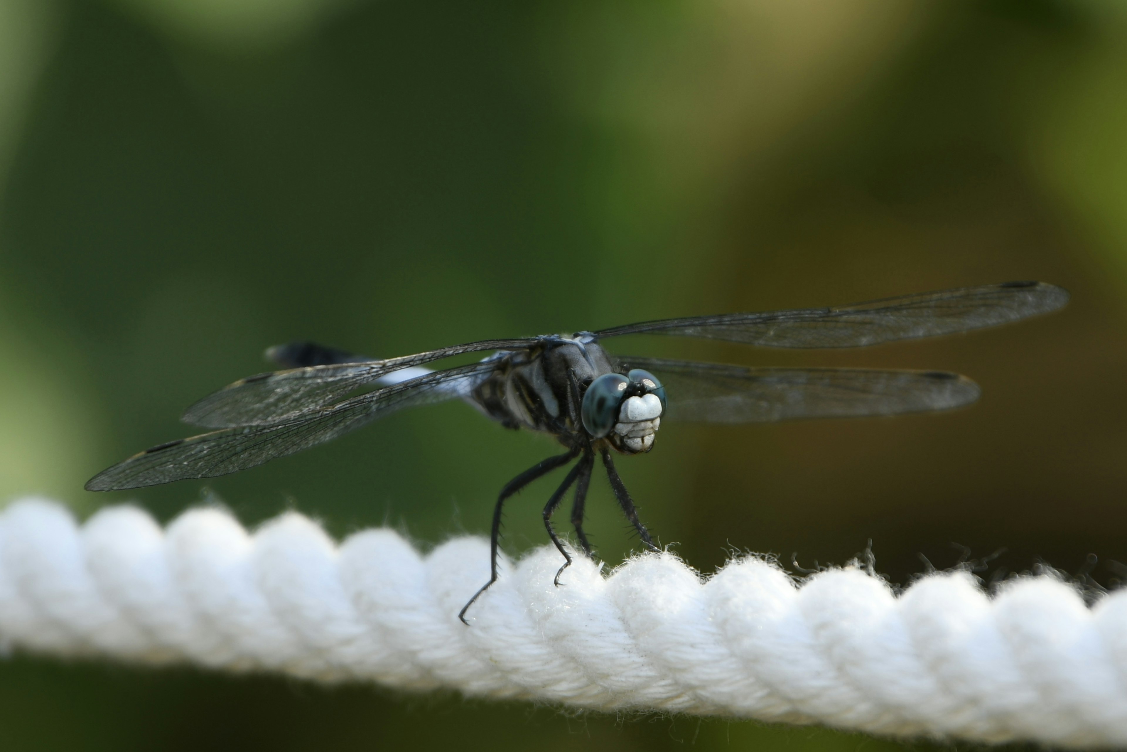 Una libélula negra reposando sobre una cuerda blanca