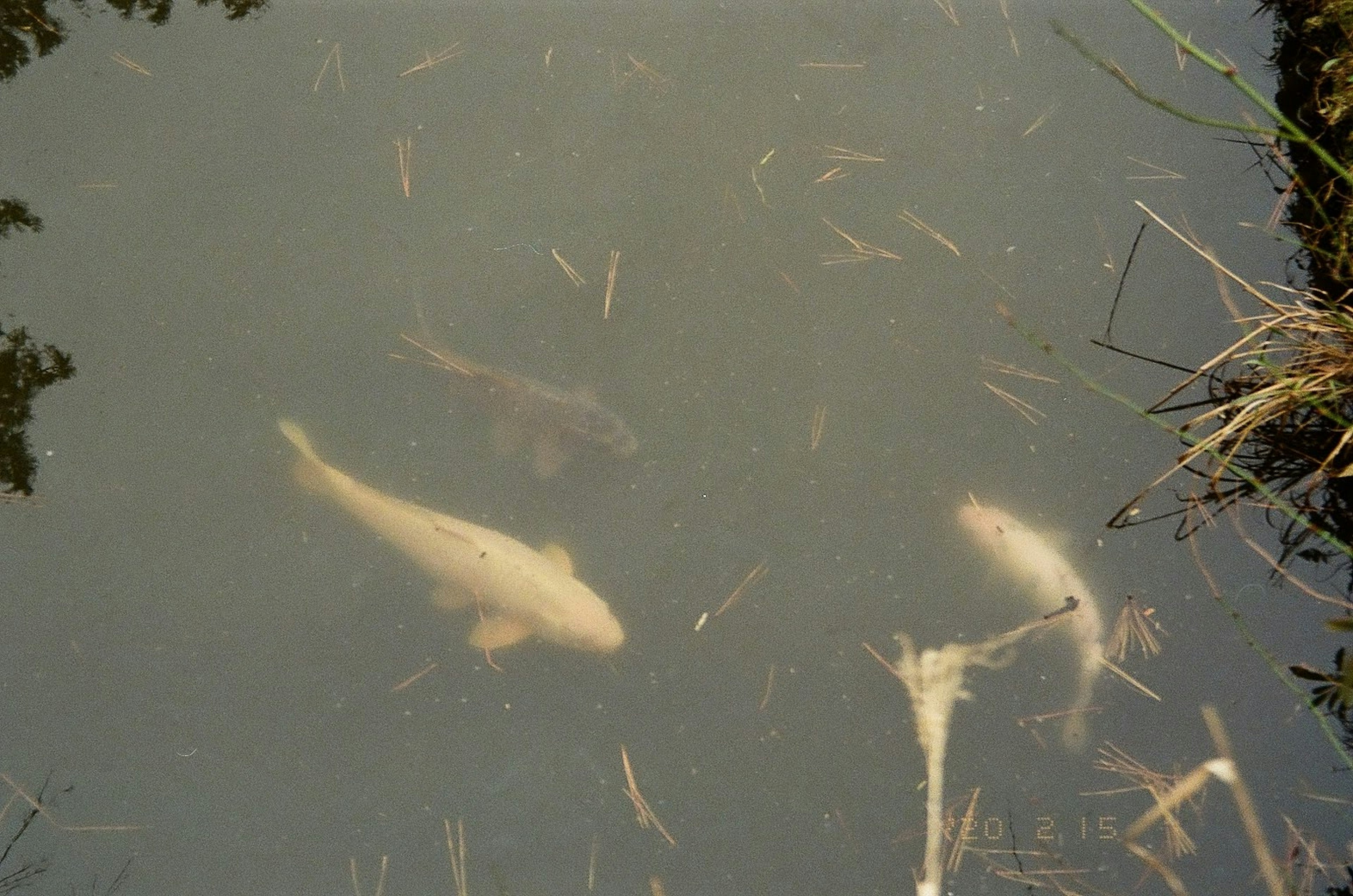 Poissons blancs nageant dans une eau trouble avec des débris flottants