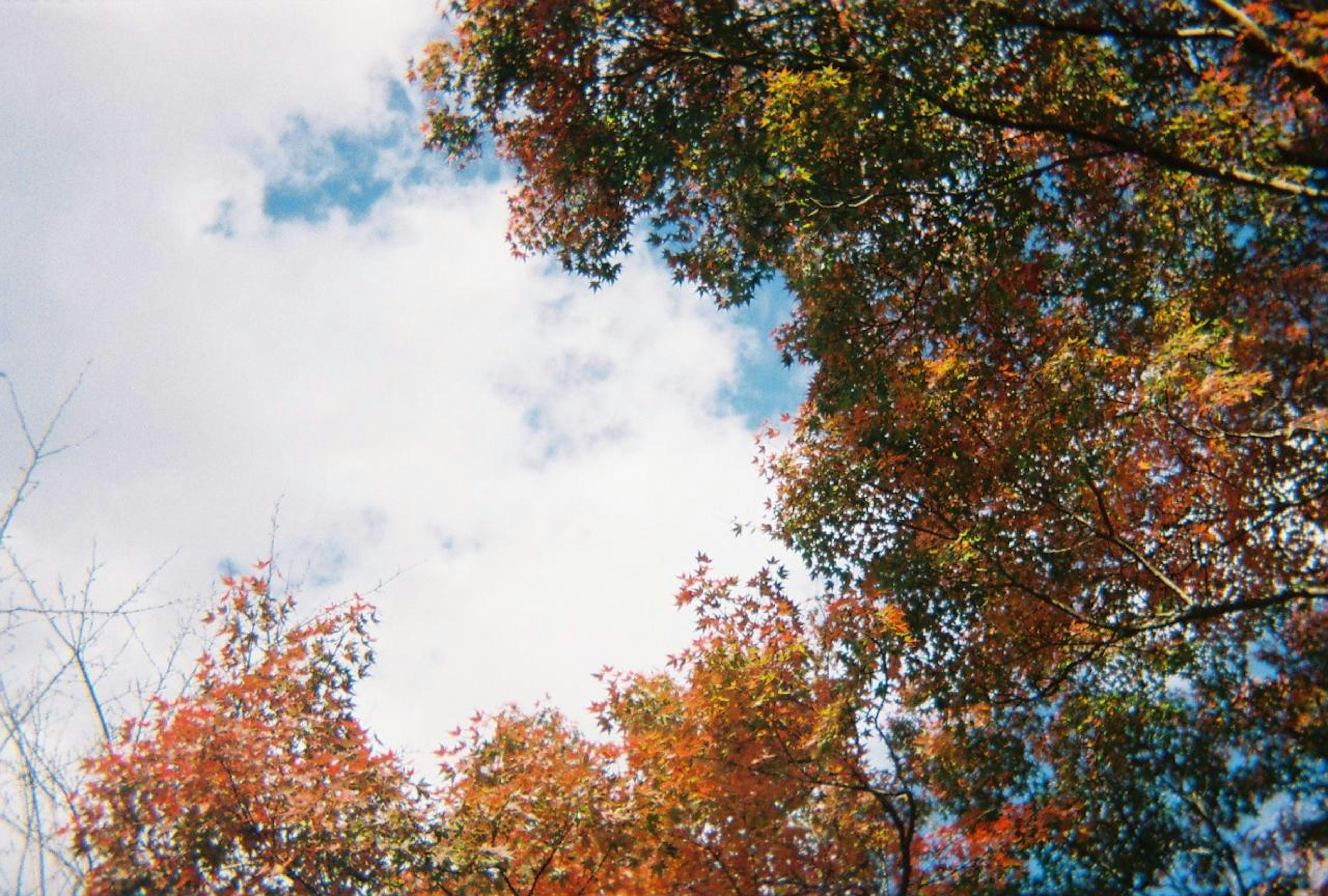 Parte superior de los árboles con hermosos colores de otoño y cielo azul