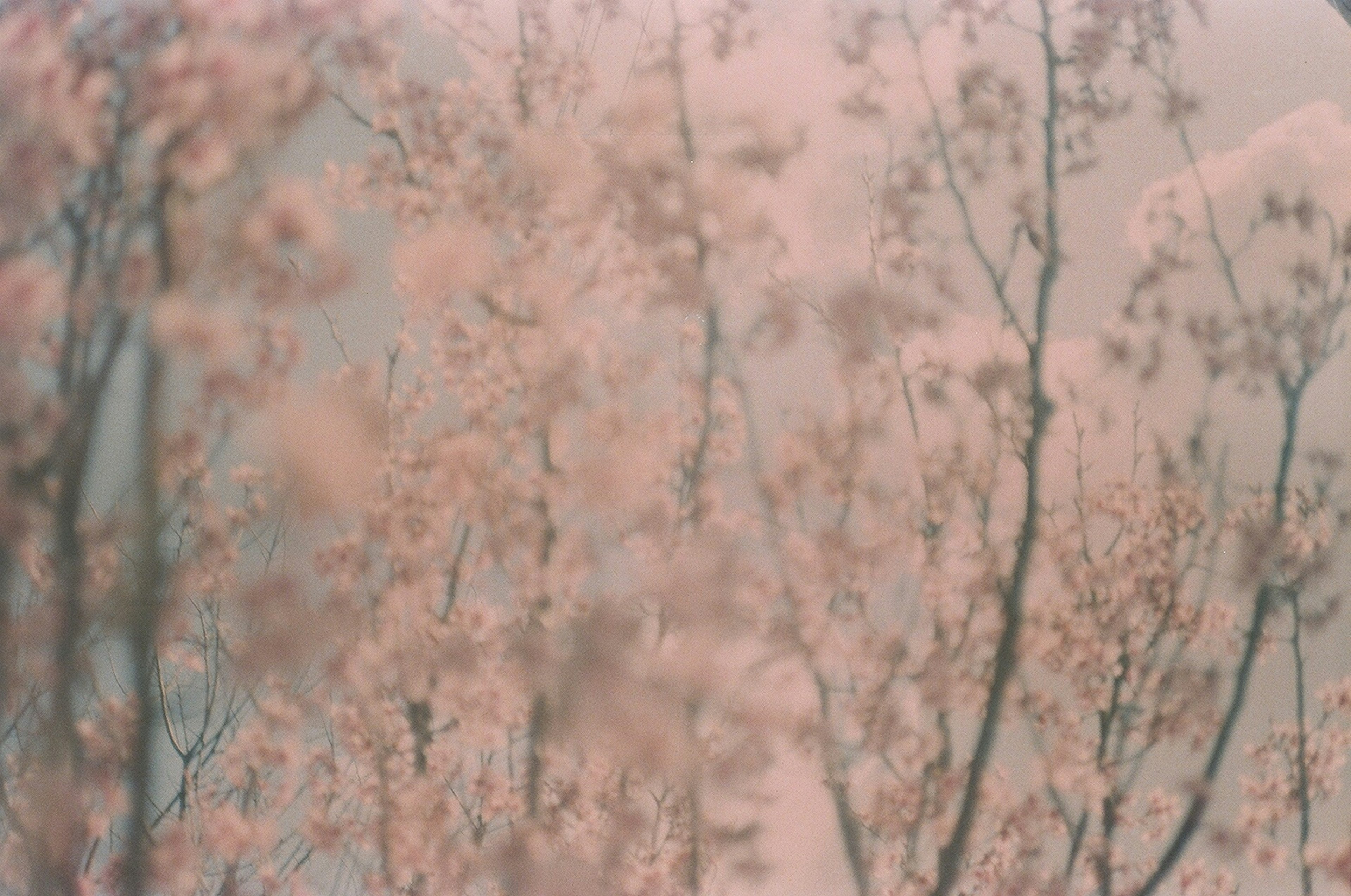 ภาพเบลอของกิ่งก้านที่มีดอกสีชมพูอ่อน