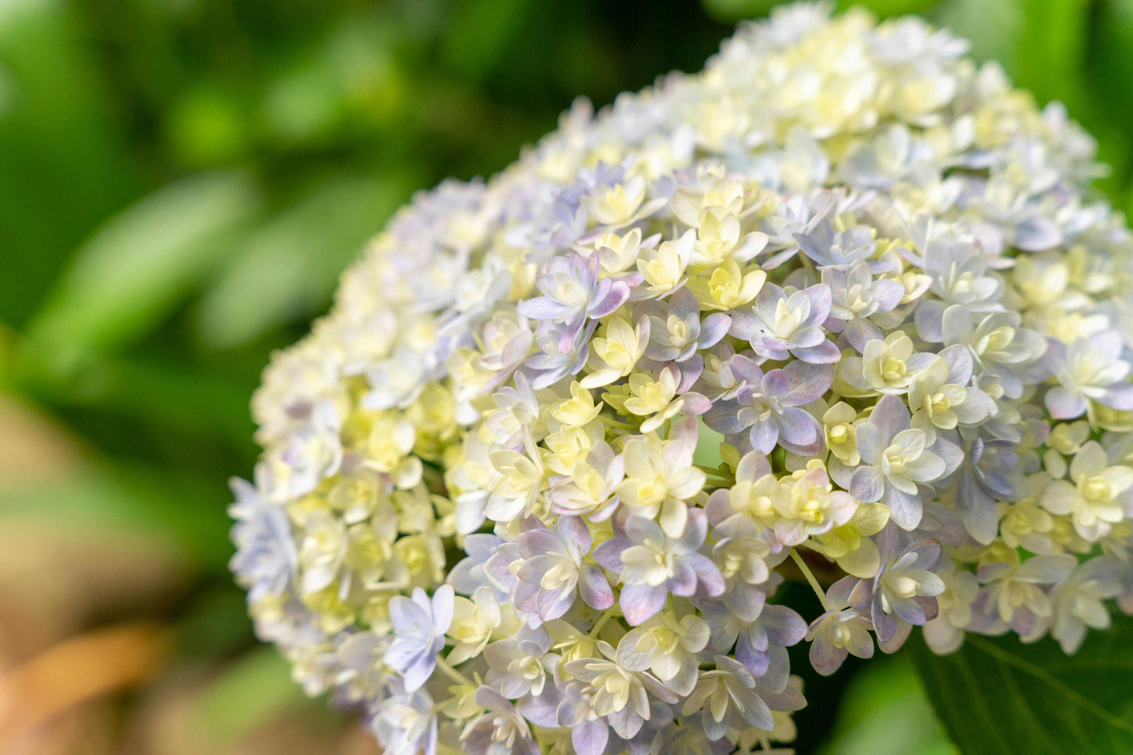 Primo piano di ortensia con petali blu pallido e giallo