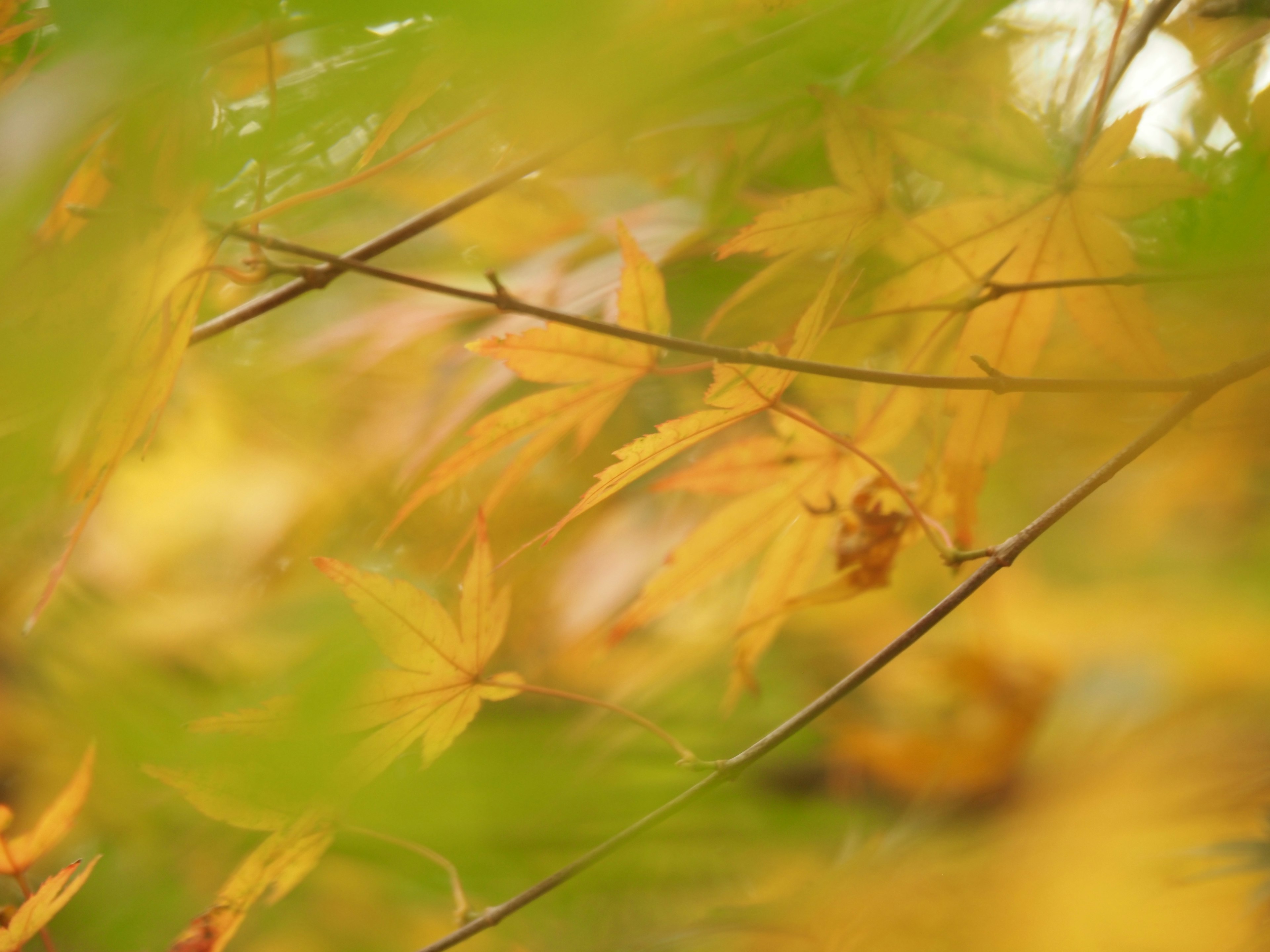 Verschwommene Herbstszene mit gelben Blättern und Ästen