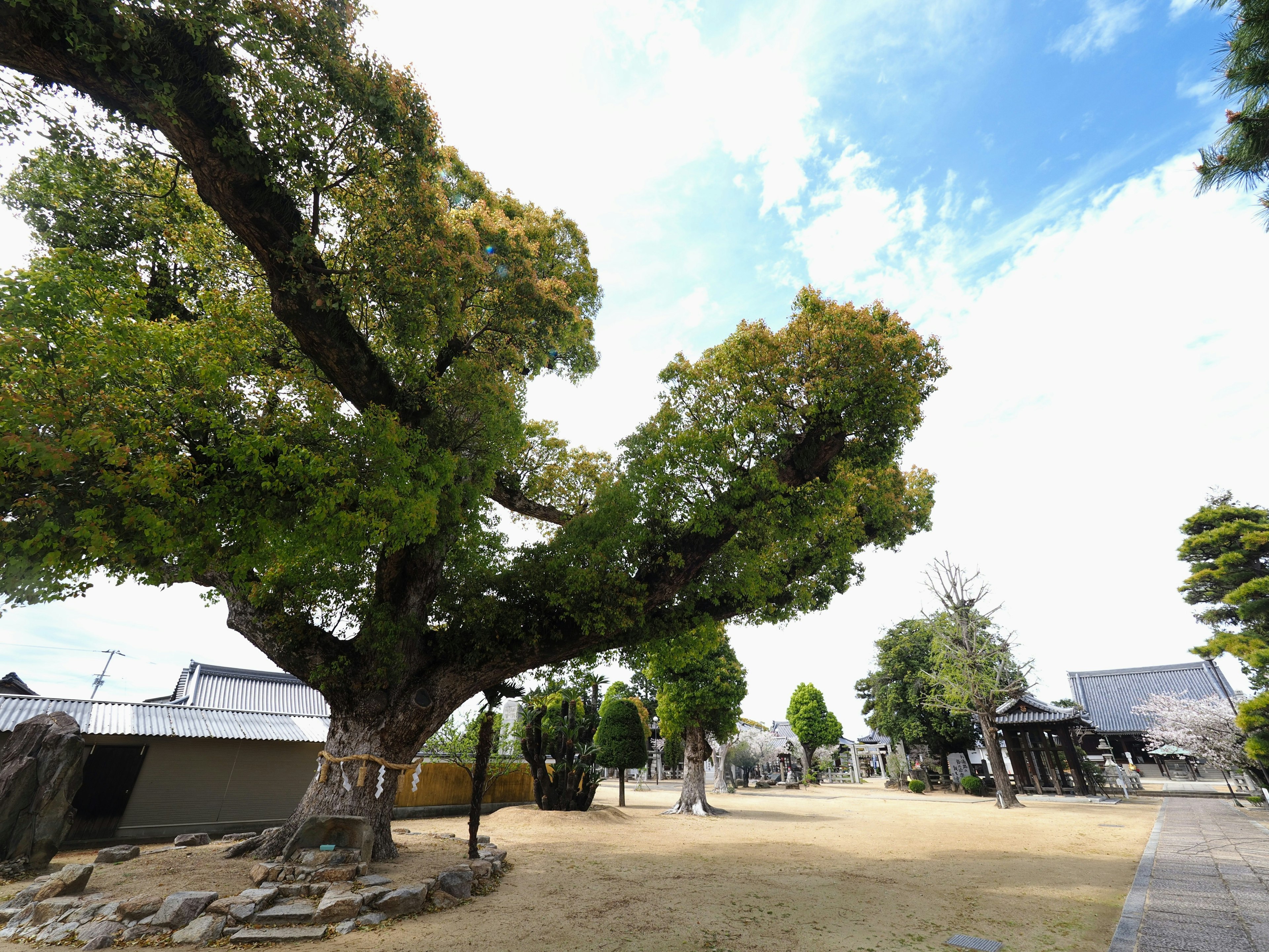 Pohon besar di taman luas dengan langit biru