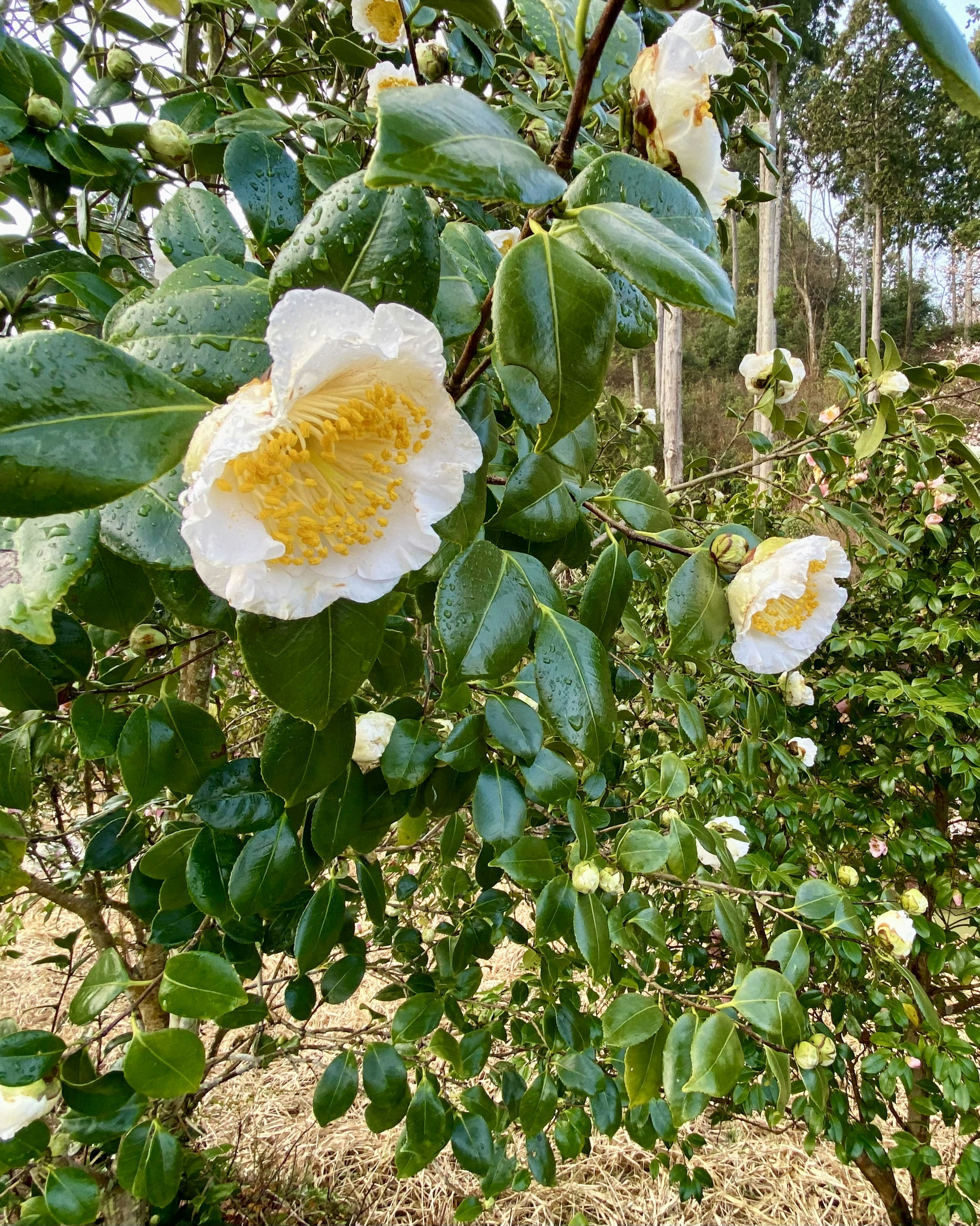 Nahaufnahme einer Teepflanze mit weißen Blüten und grünen Blättern