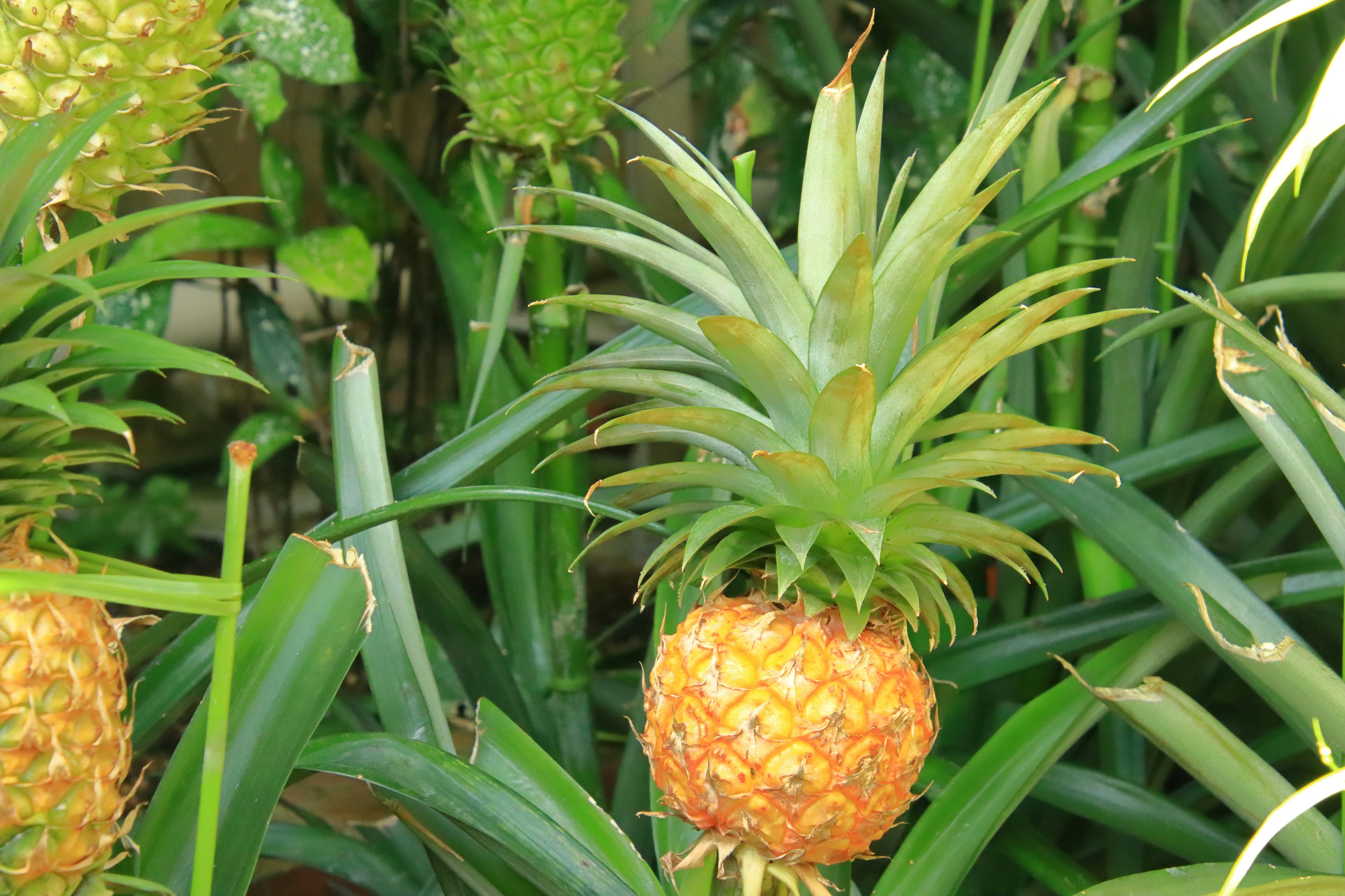 Un ananas mûr entouré de feuilles vertes