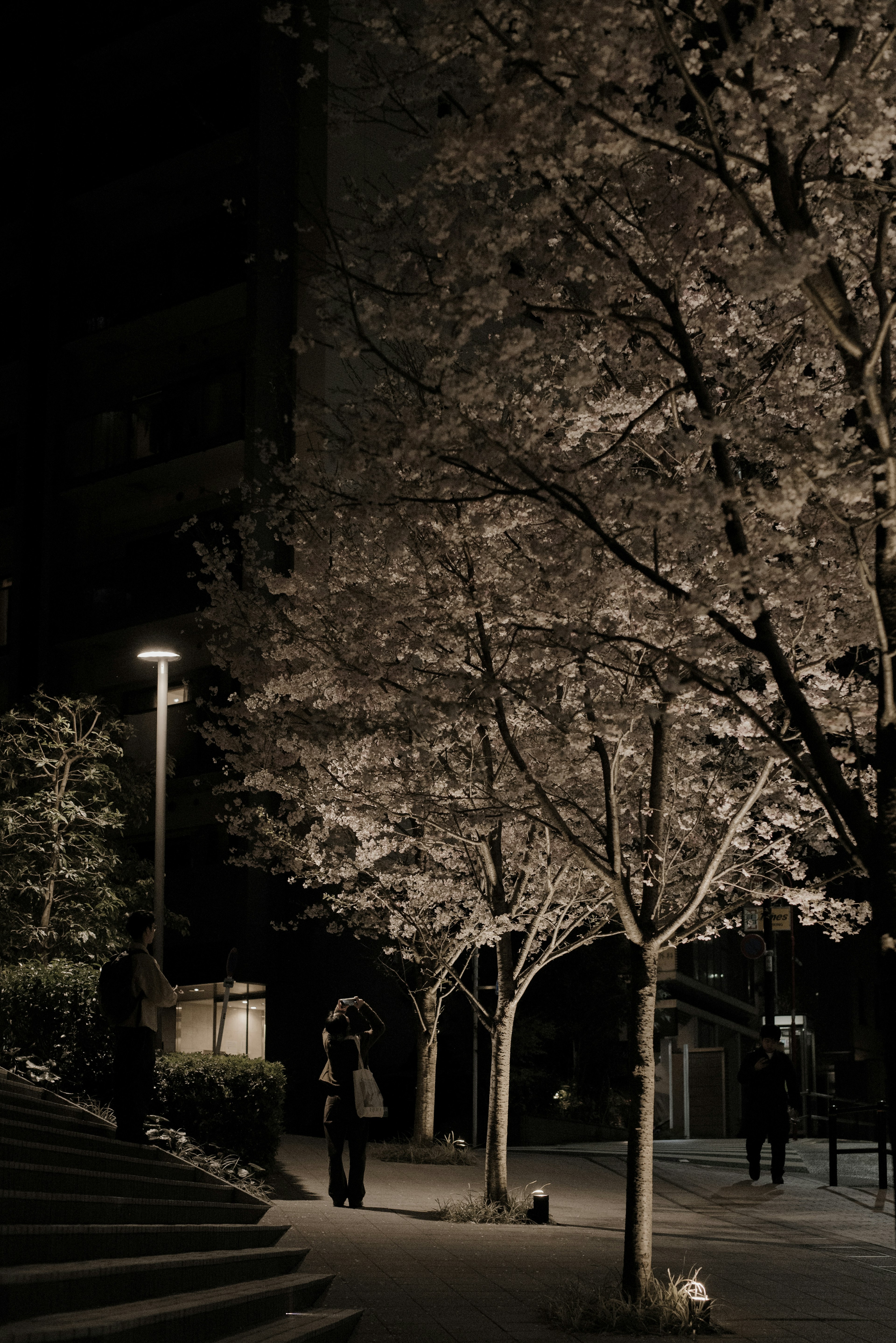 Una persona che cammina in una strada tranquilla con alberi di ciliegio illuminati di notte