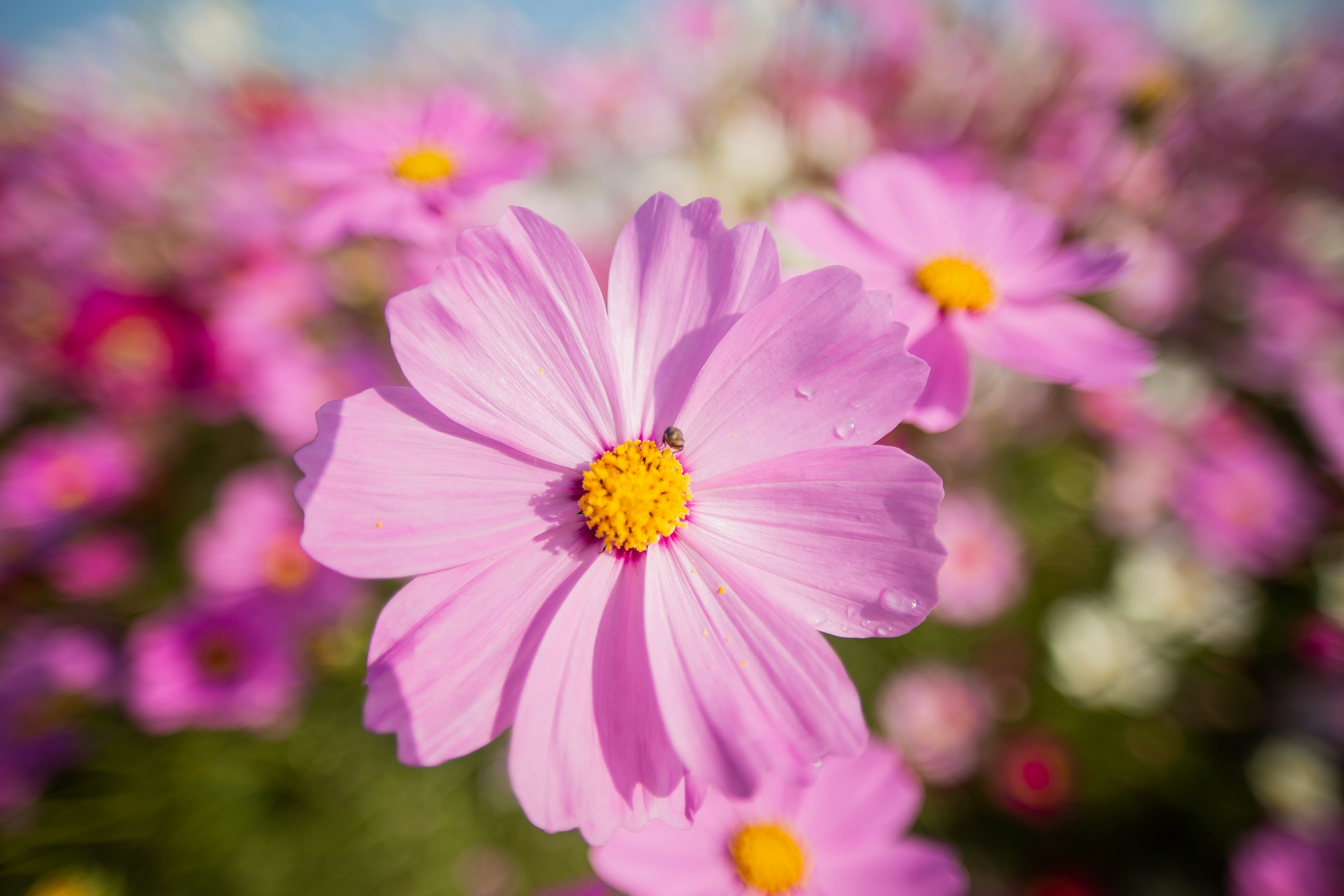 美しいピンクのコスモスの花が中心にあり、背景には多くの同じ花が咲いている