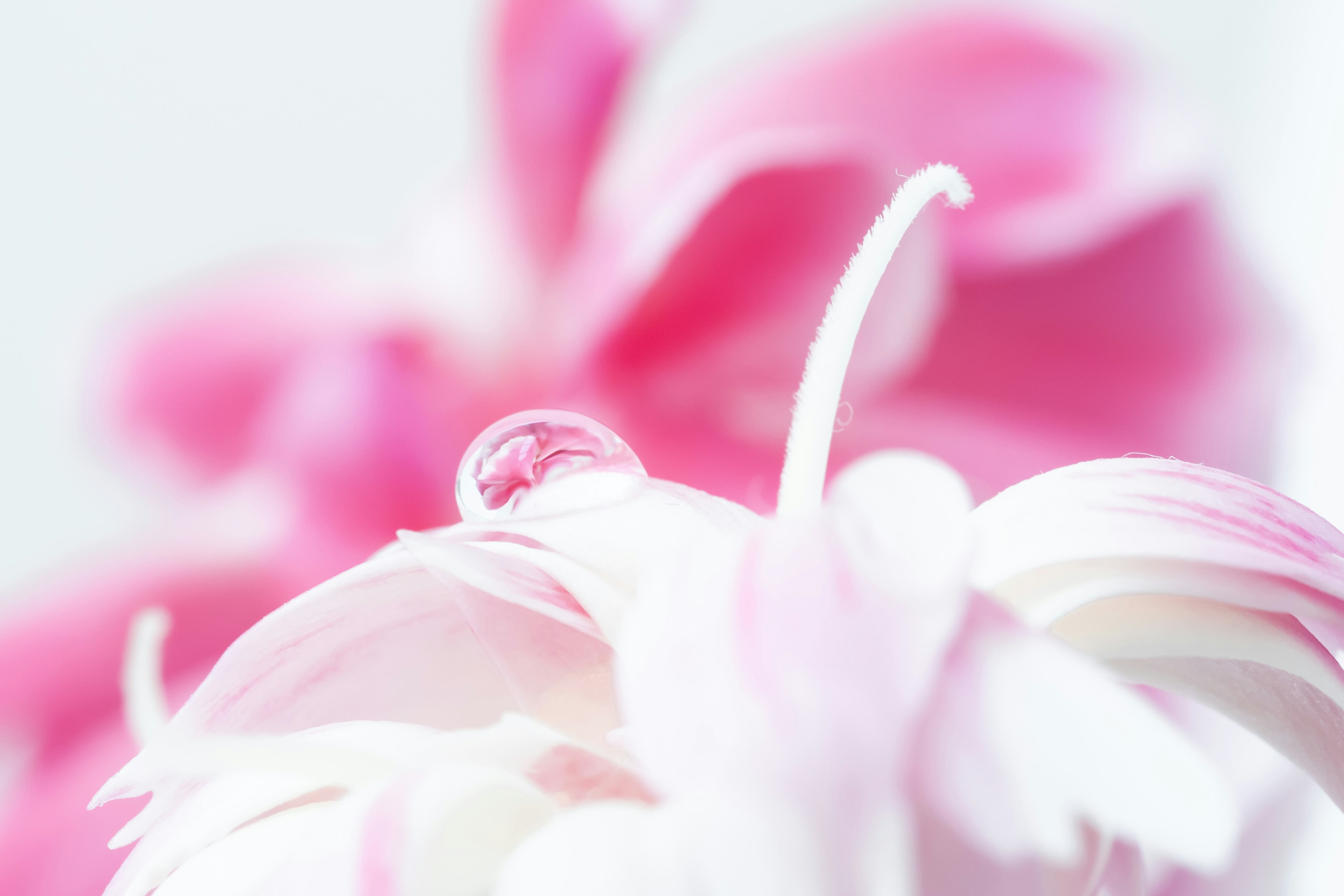 Primo piano di petali di fiori rosa delicati con una goccia d'acqua