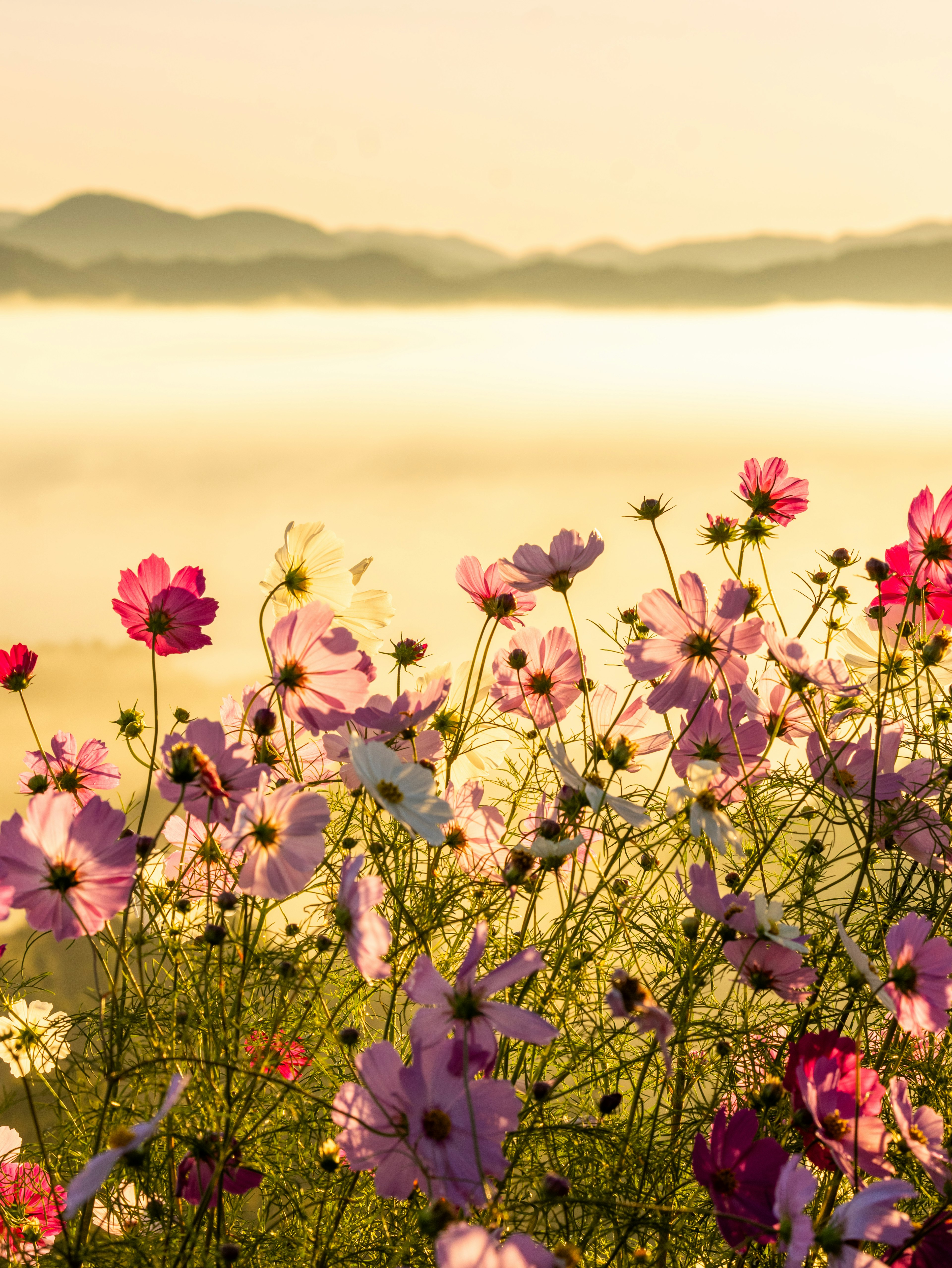 Vista escénica de un campo de flores al amanecer flores cosmos rosas y blancas en plena floración