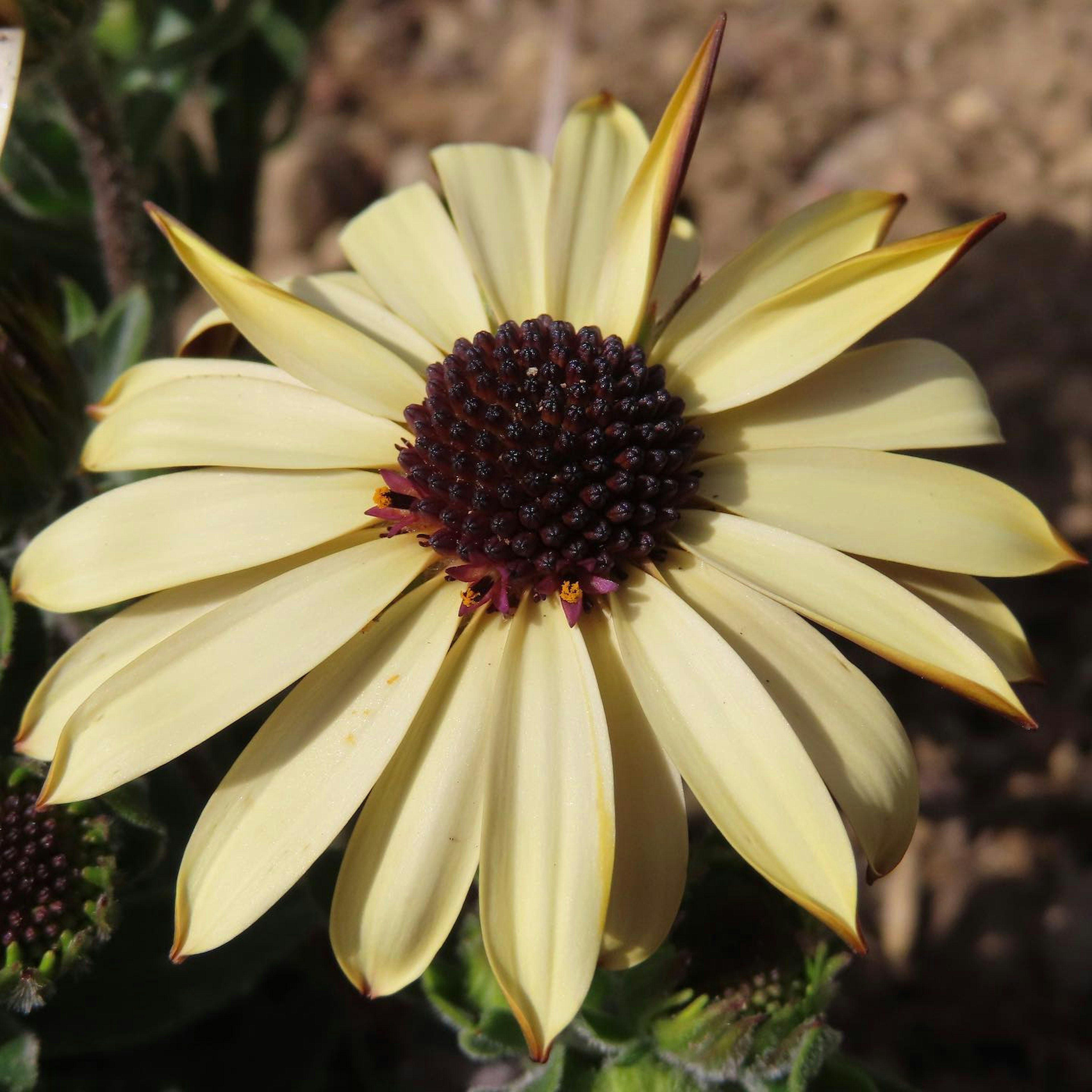 Una pianta con petali gialli e un fiore centrale scuro