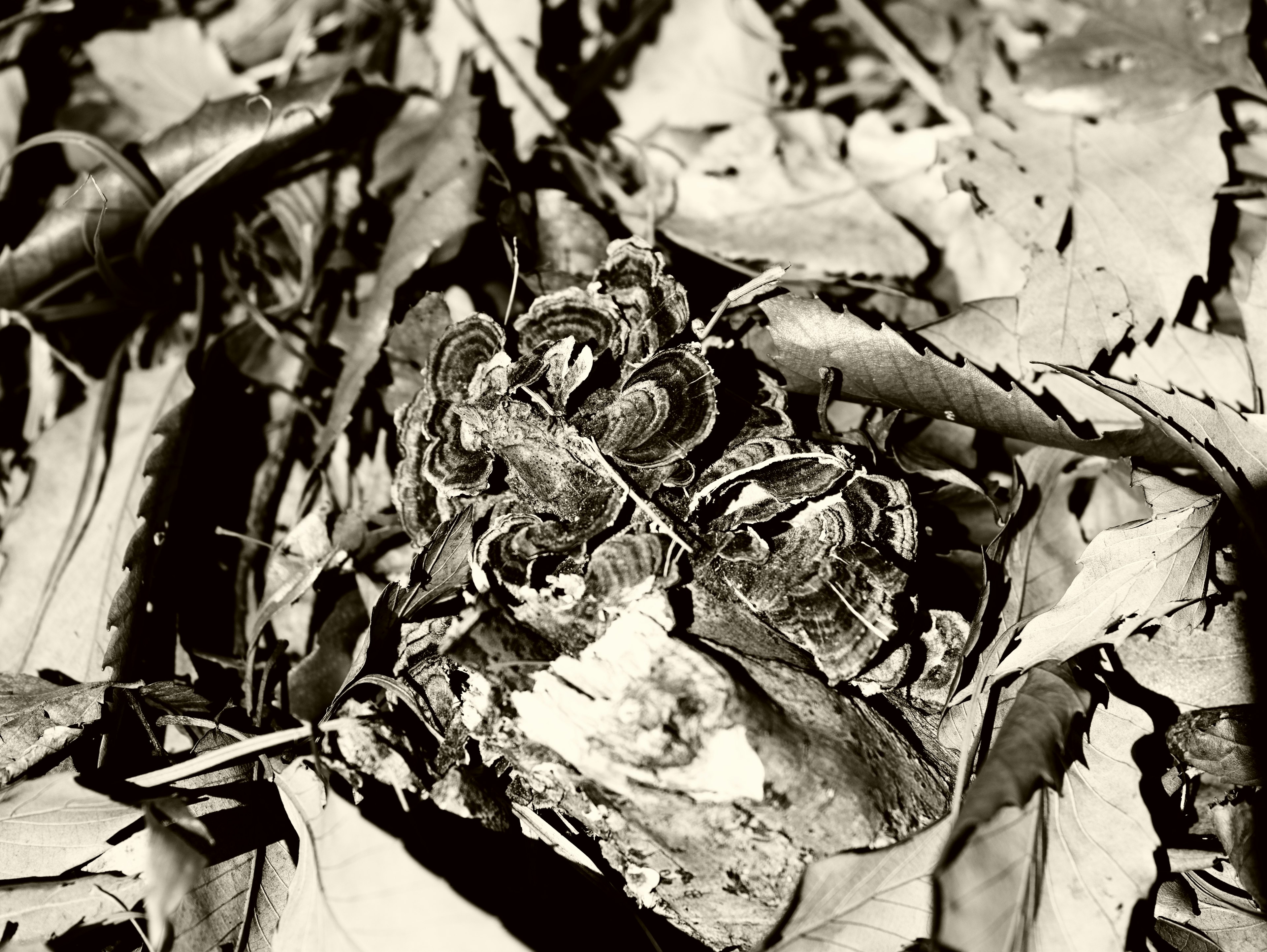 Monochrome photo of a chameleon-like creature camouflaged among leaves