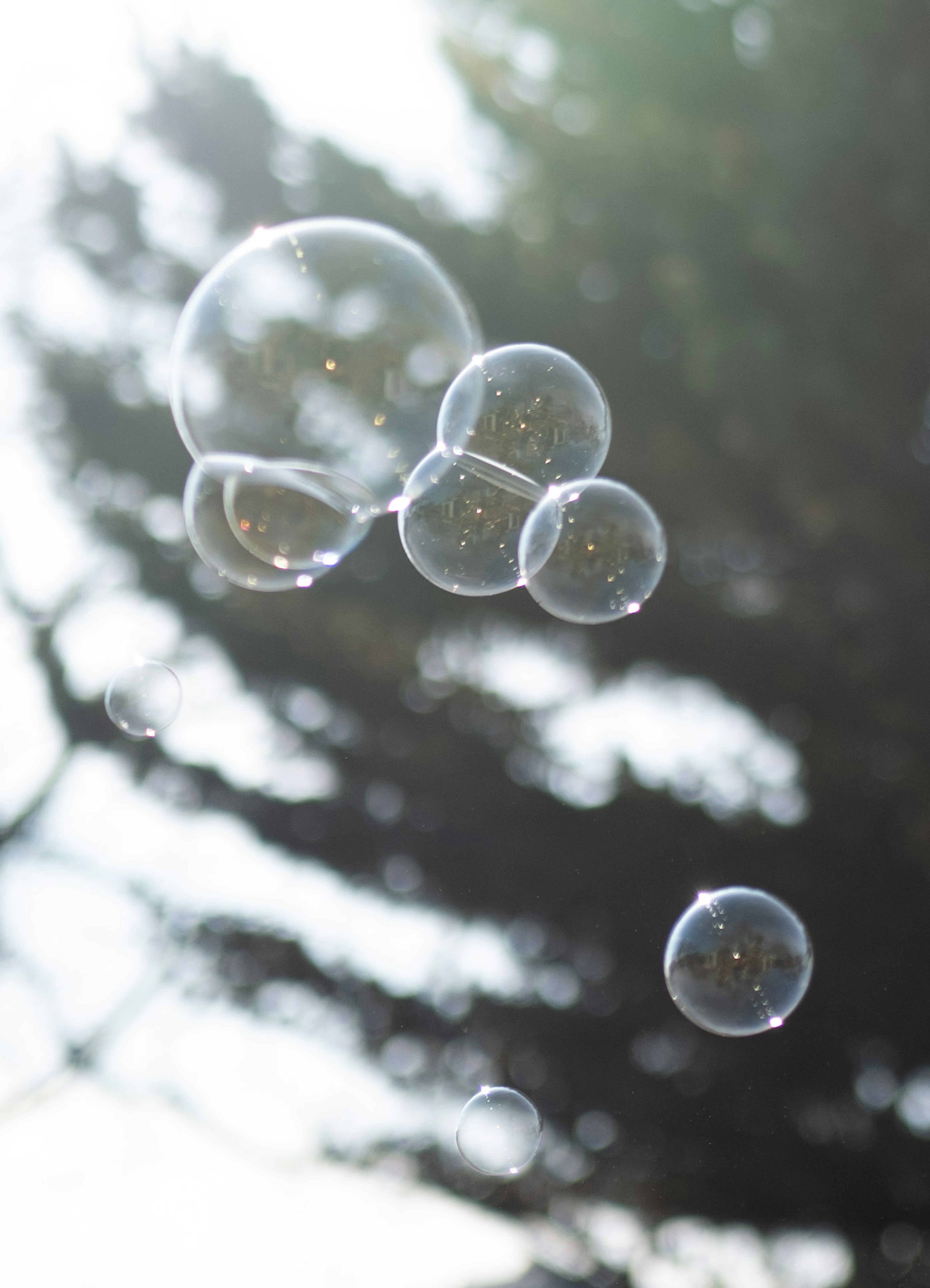 Cluster aus transparenten Seifenblasen vor einem Baumhintergrund