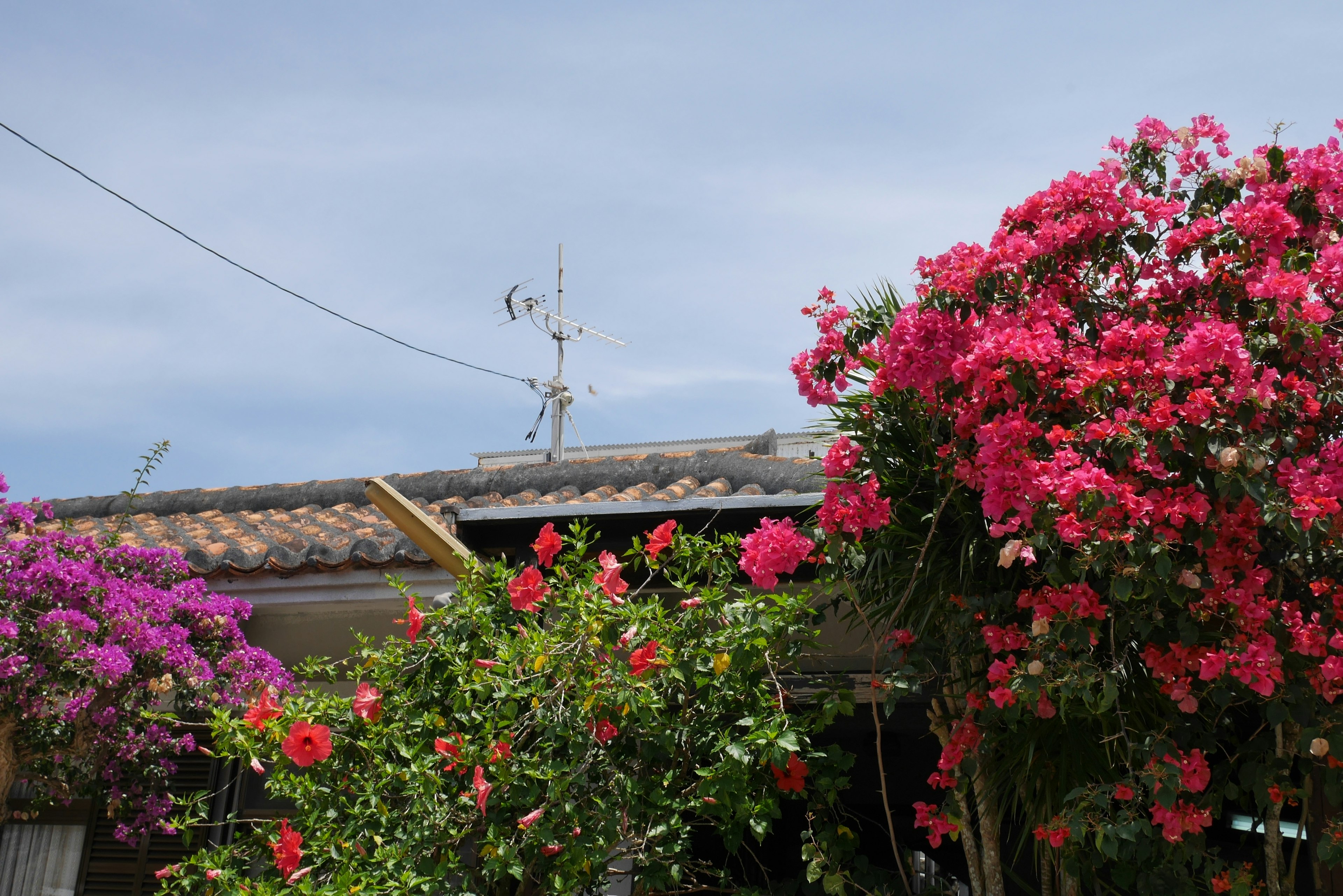 Bunga bougainvillea warna-warni mekar di dekat atap rustic