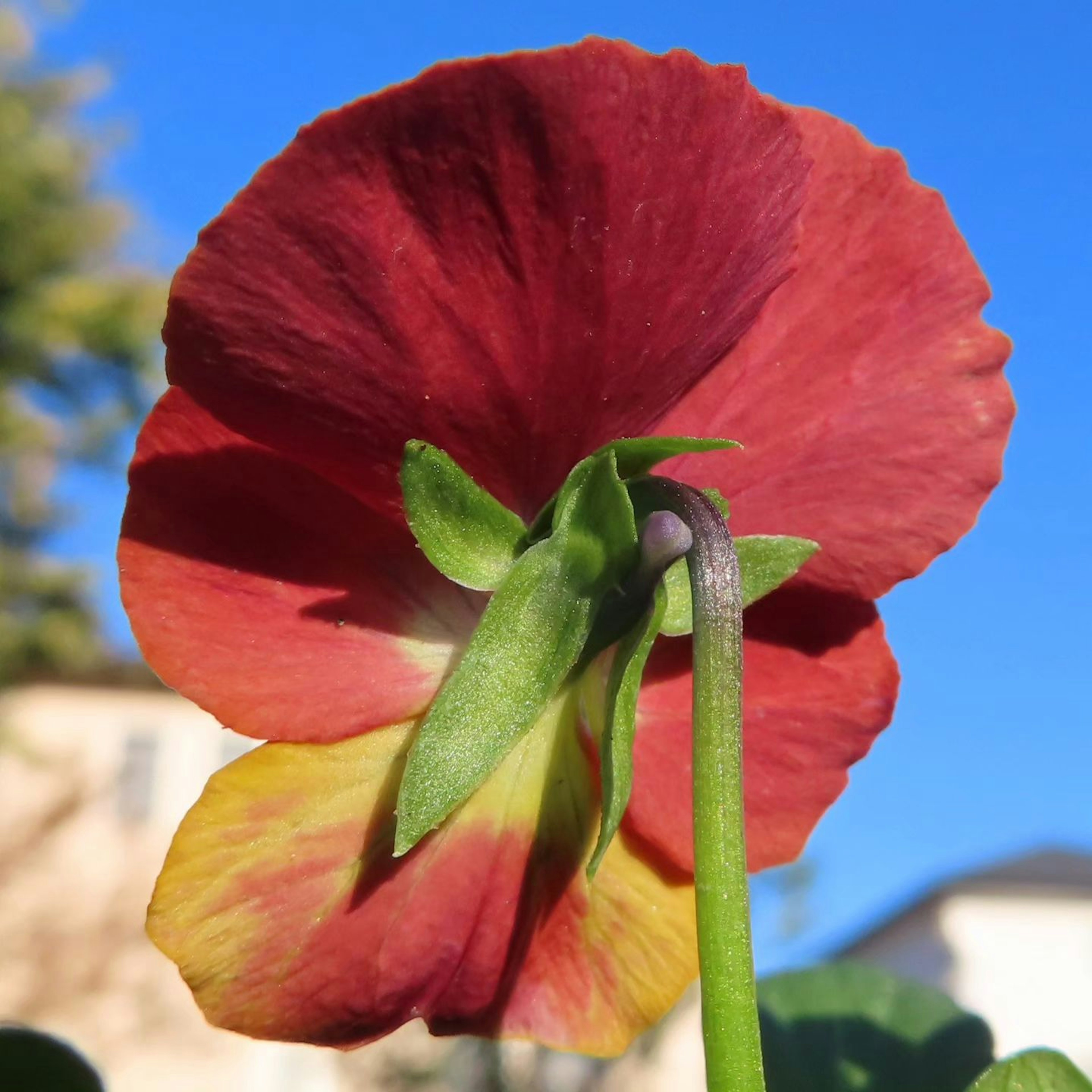 Back view of a pansy with red and yellow petals