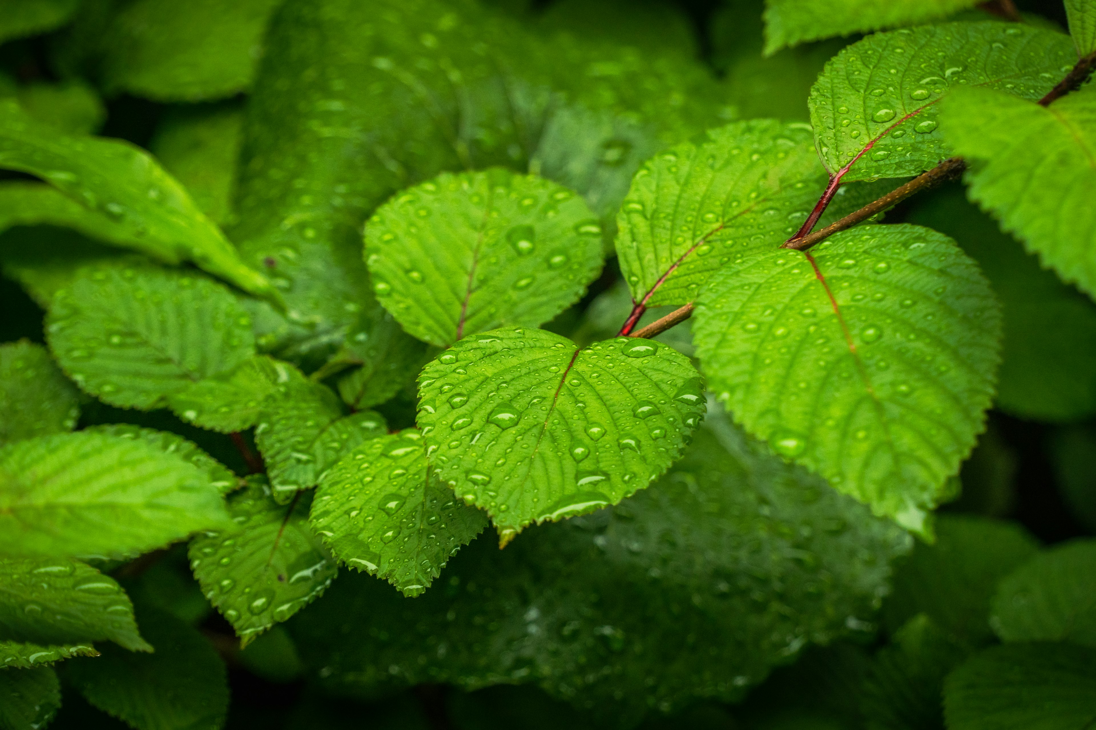 Close-up daun hijau dengan tetesan air hujan