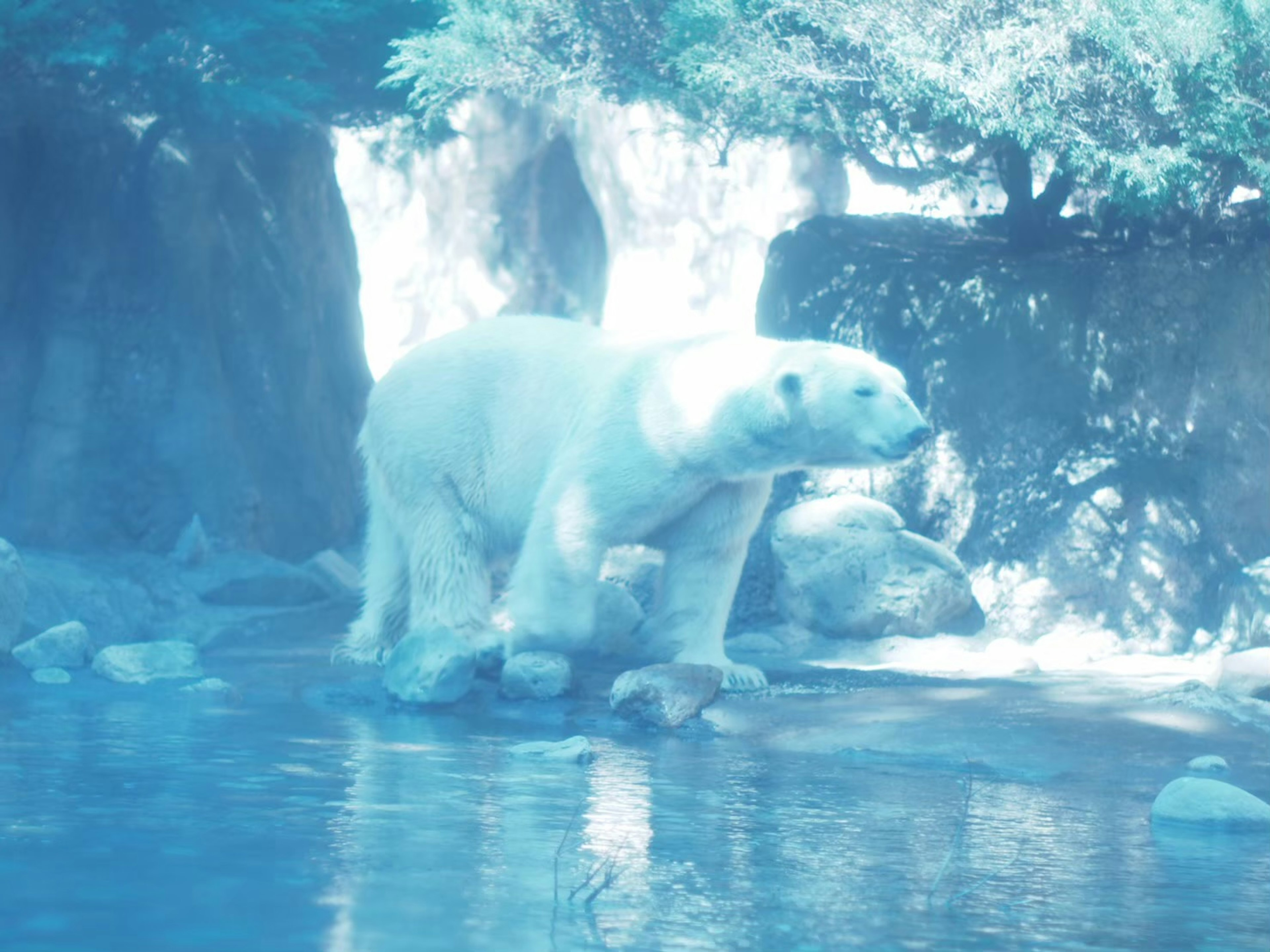 Une image frappante d'un ours polaire se tenant au bord de l'eau