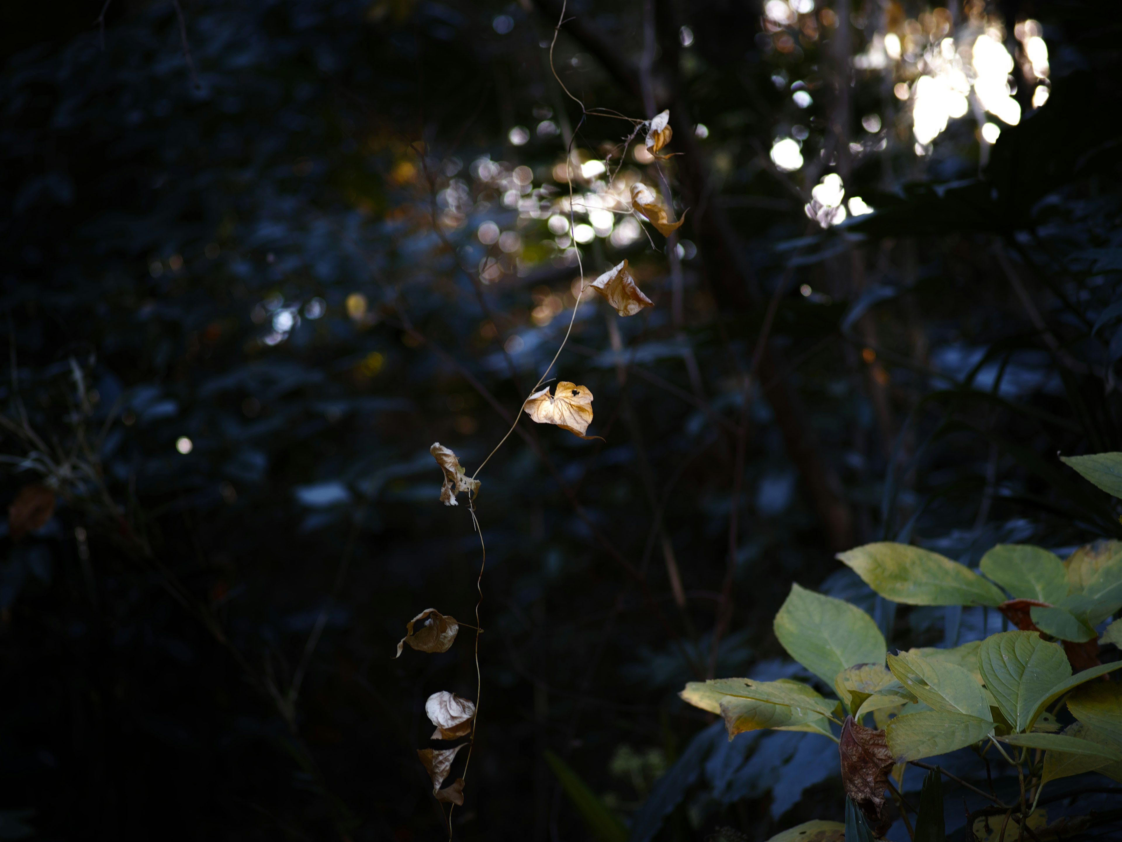 Contraste de hojas secas y follaje verde contra un fondo oscuro