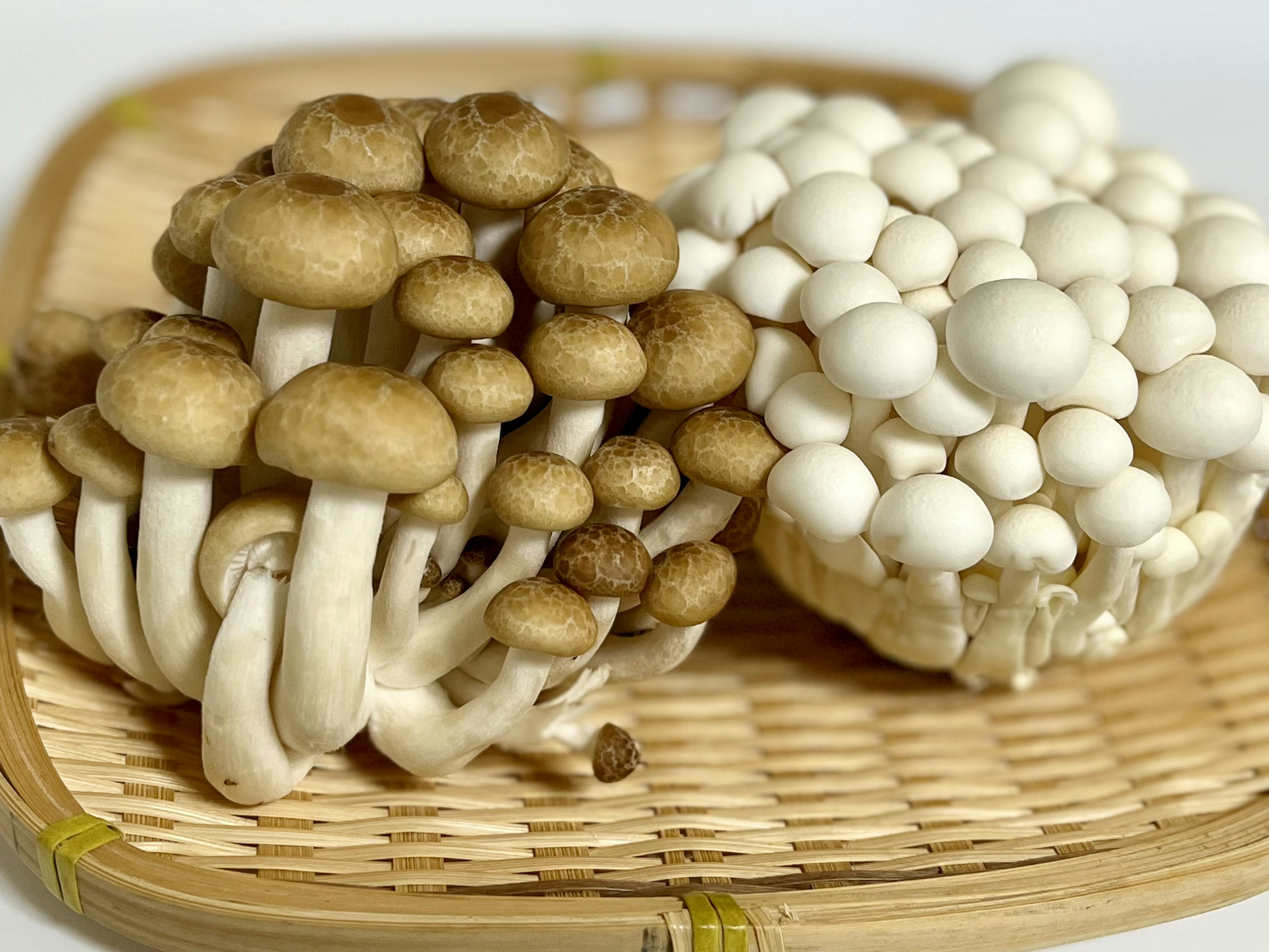 Immagine che mostra vari tipi di funghi con funghi marroni a sinistra e funghi bianchi a destra