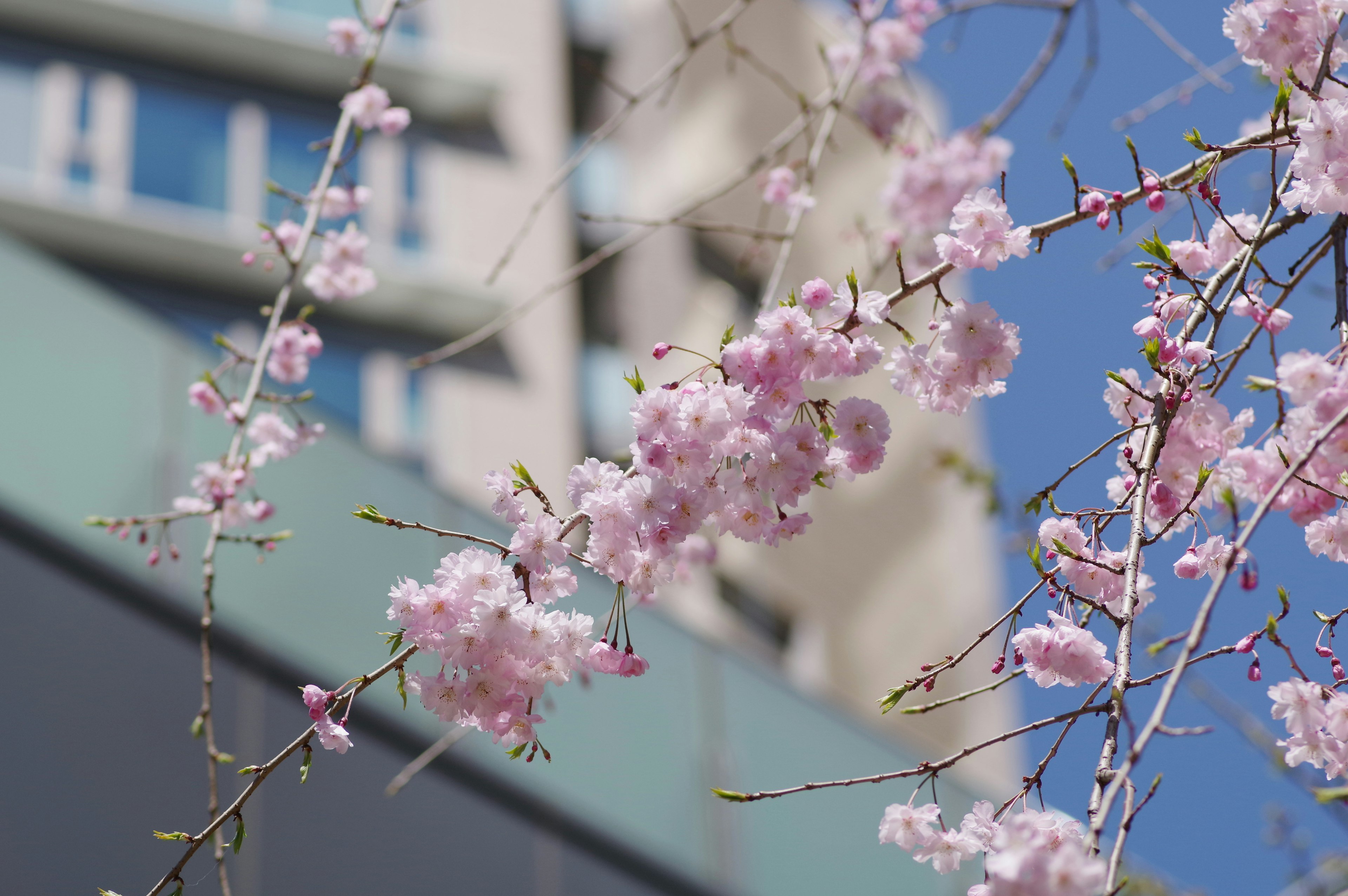 Bunga sakura mekar di latar belakang langit biru