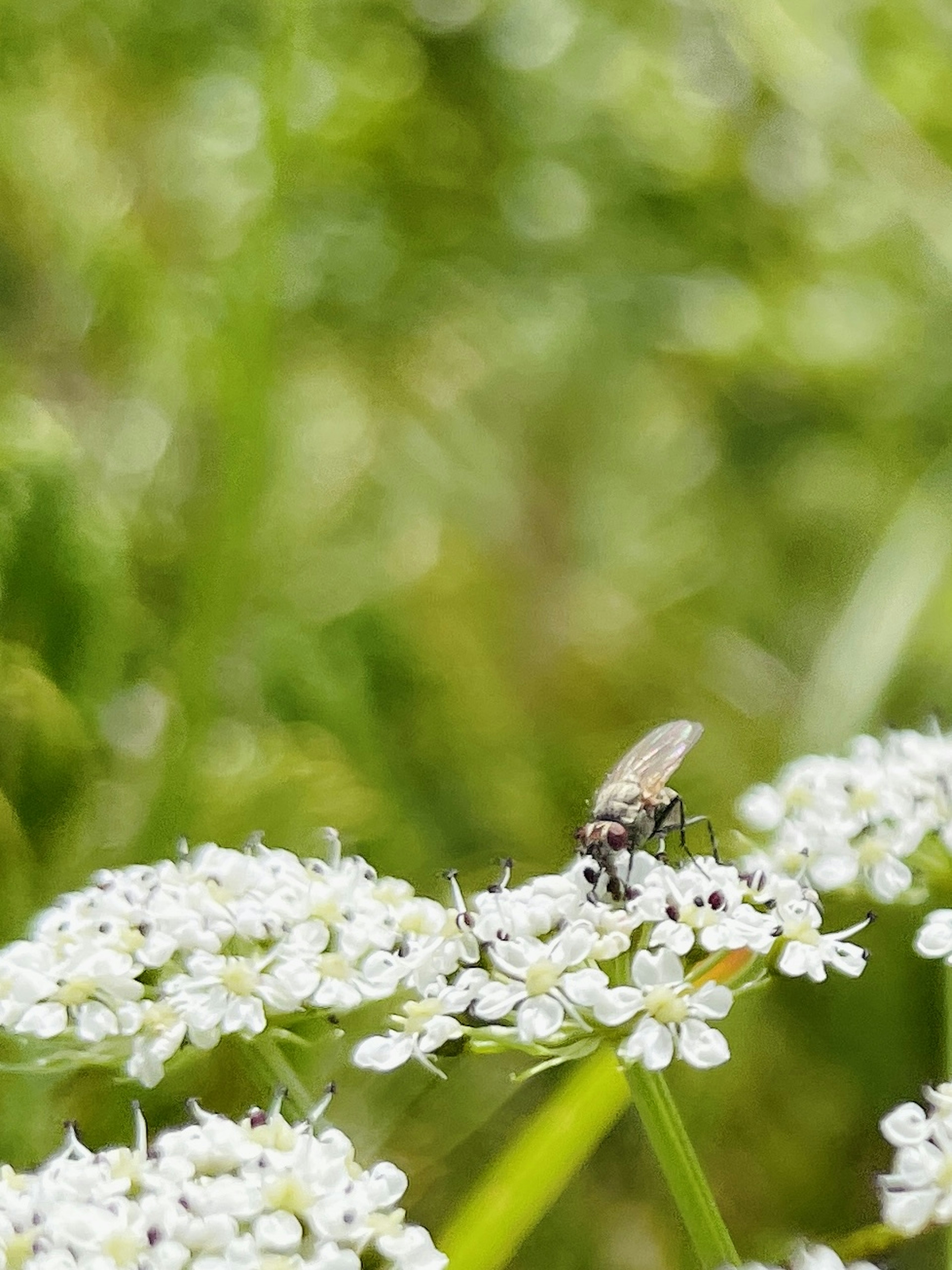 Nahaufnahme einer Biene auf weißen Blumen mit verschwommenem grünem Hintergrund