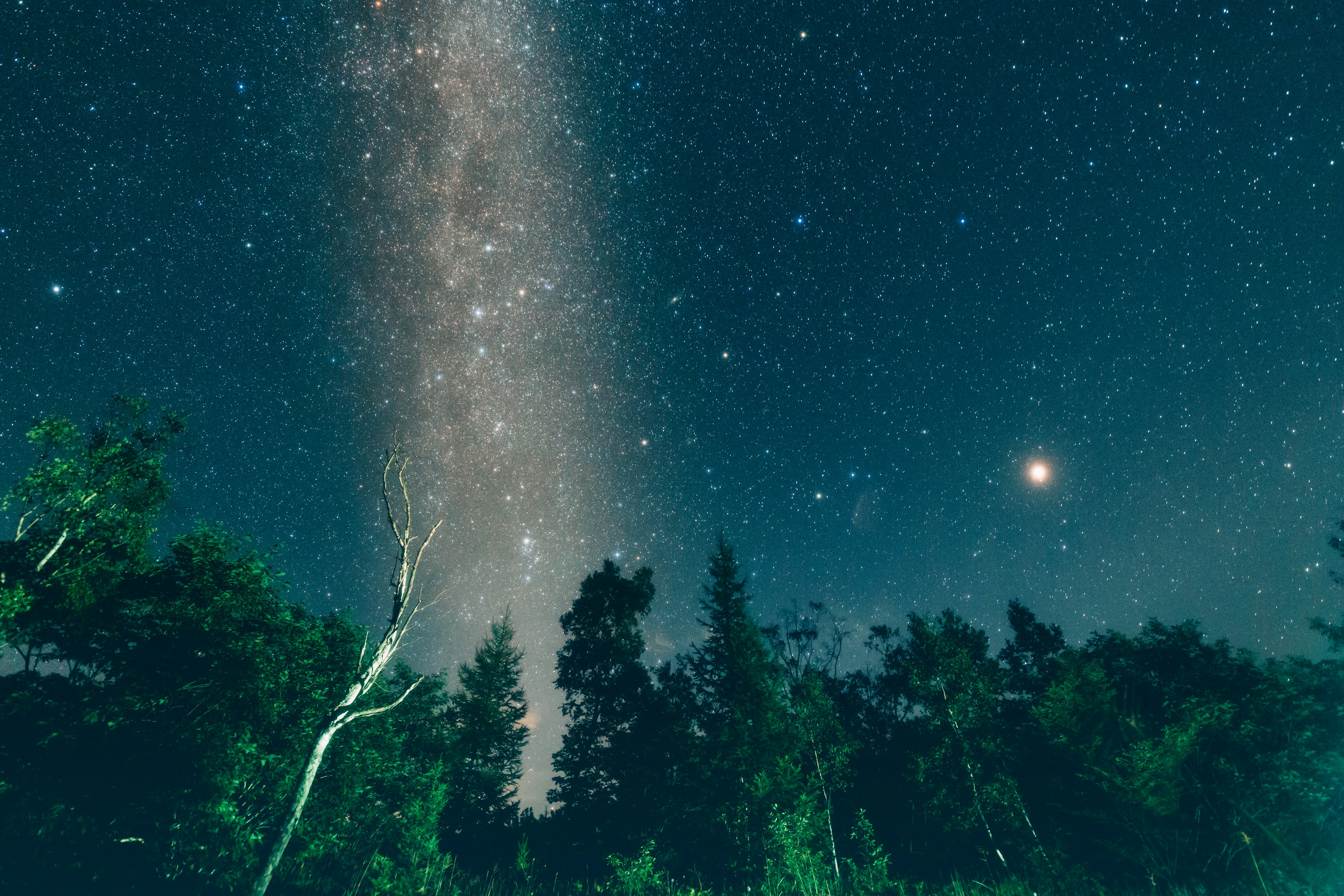 Night sky with stars and the Milky Way visible silhouetted trees in the foreground