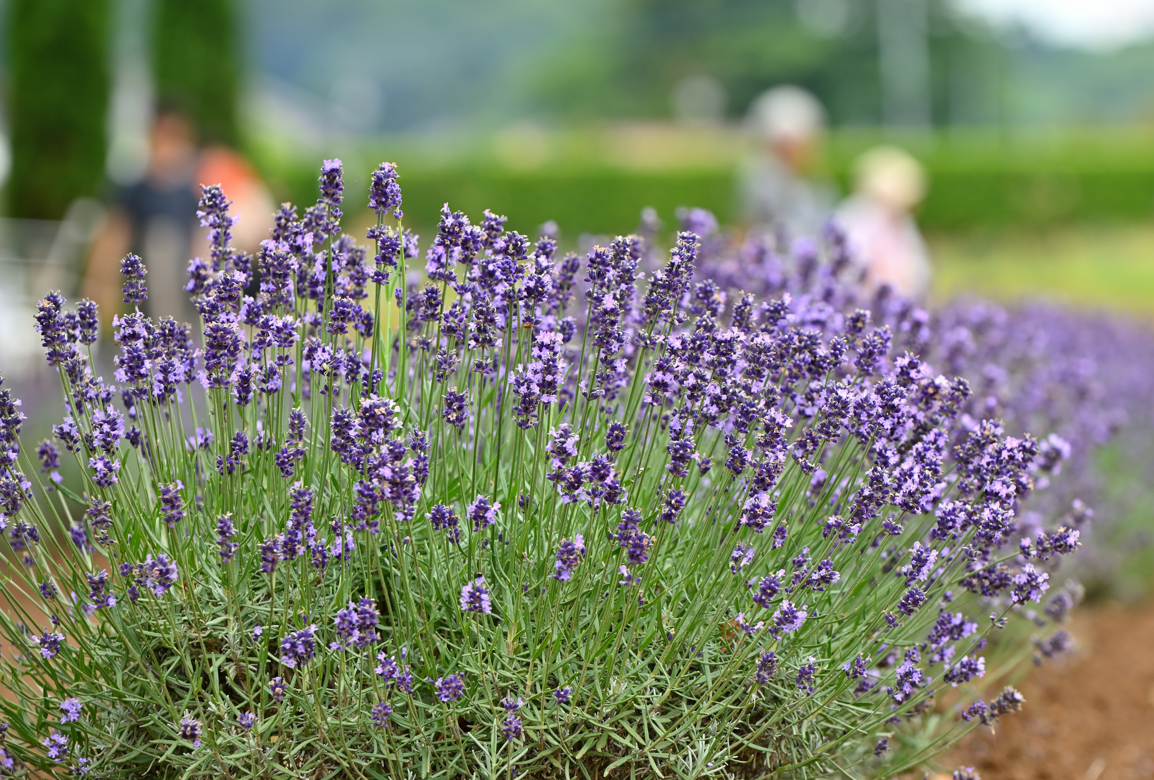 A beautiful garden scene featuring blooming lavender flowers