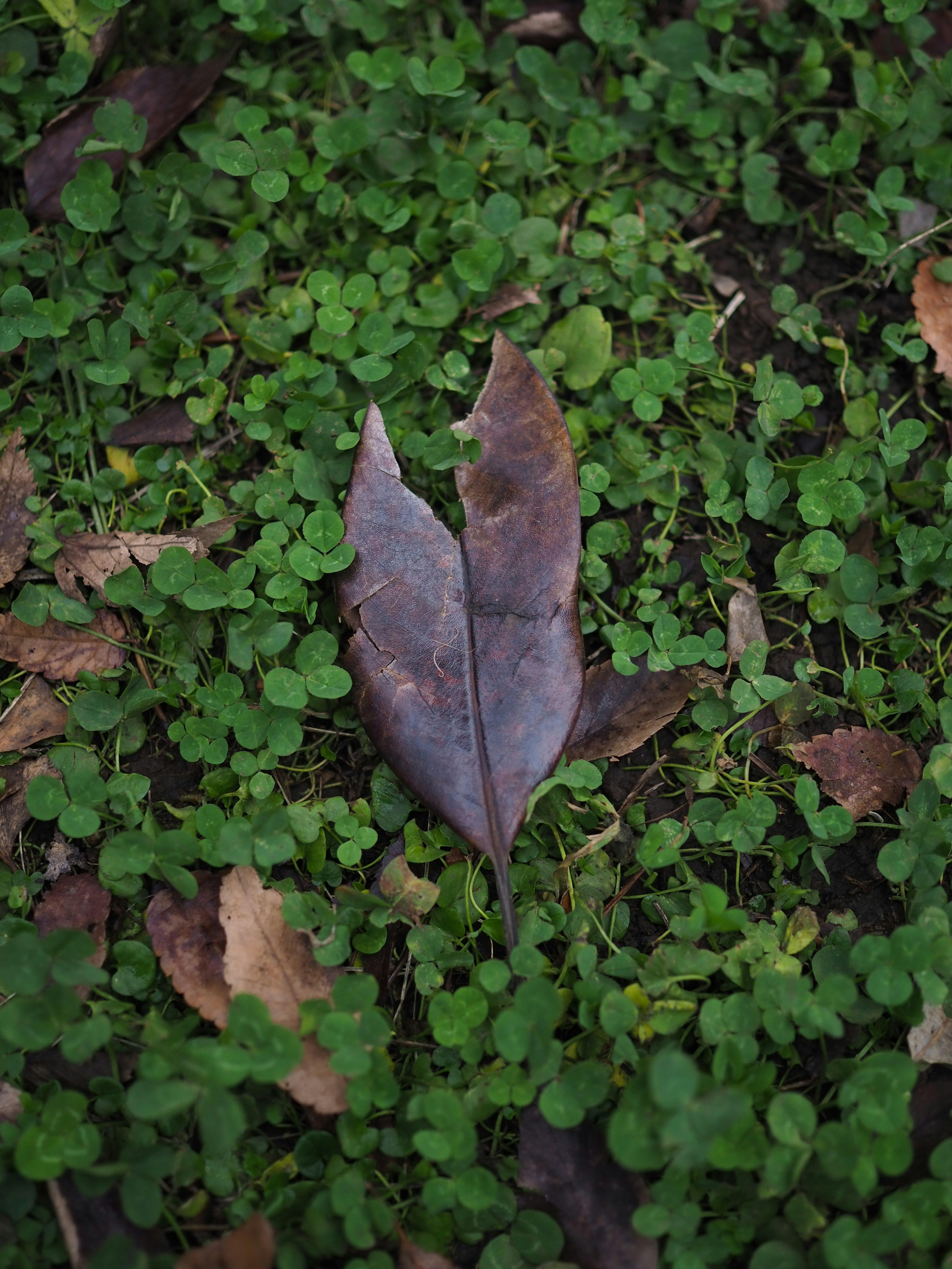 棕色葉子 resting 在綠色草地上