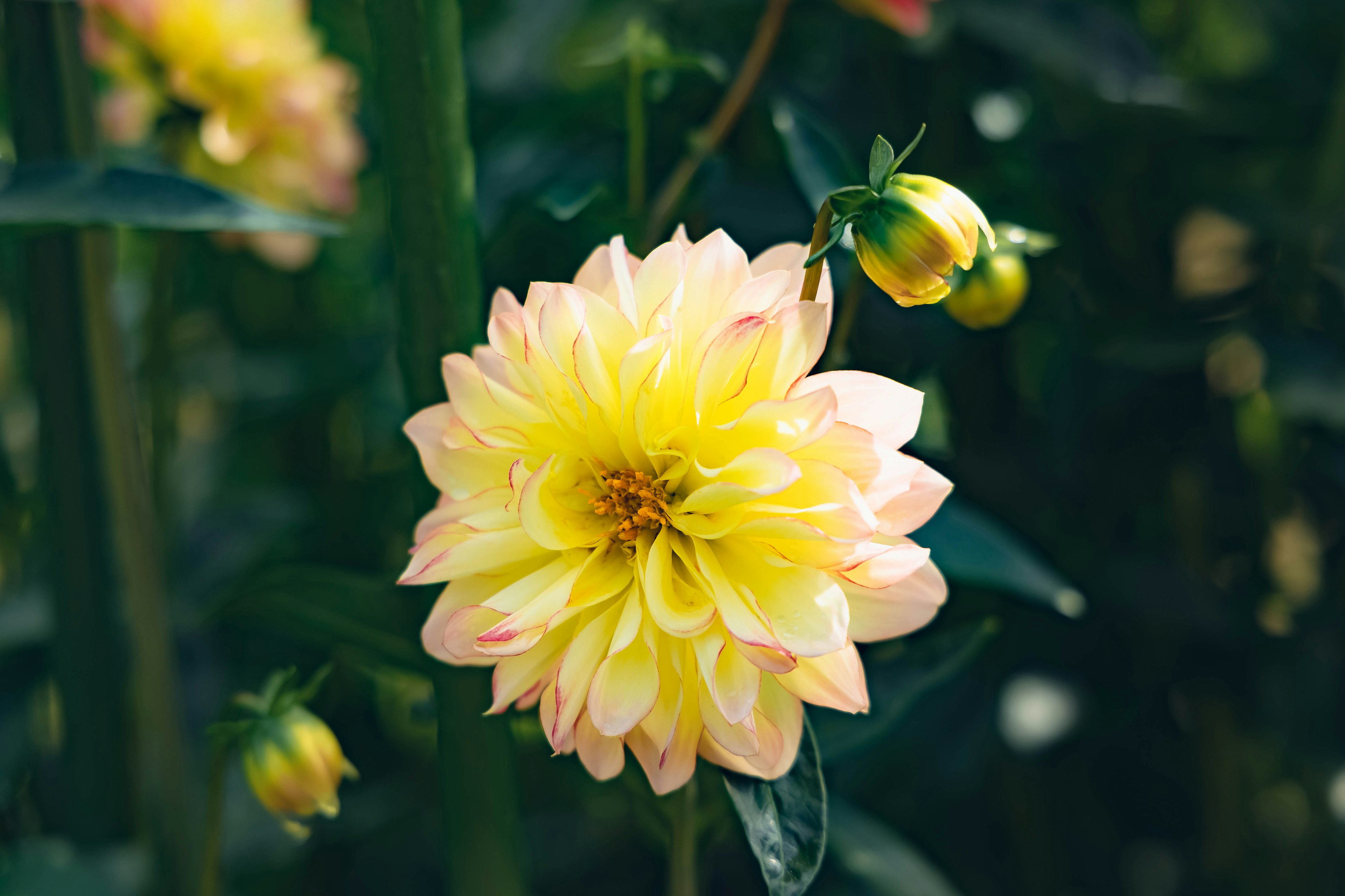 Flor de dalia amarilla y rosa en plena floración