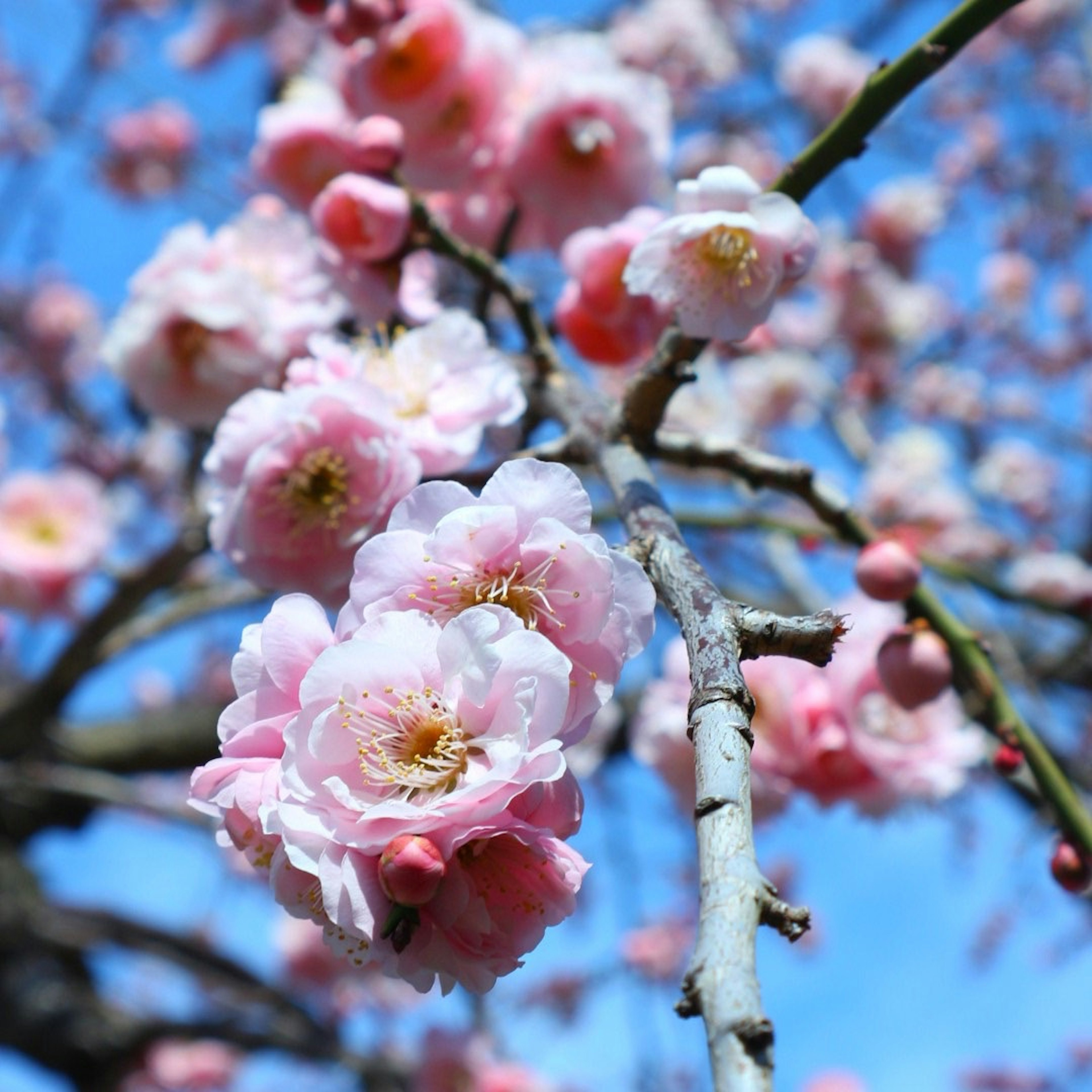 青空を背景にした桜の花が咲いている枝