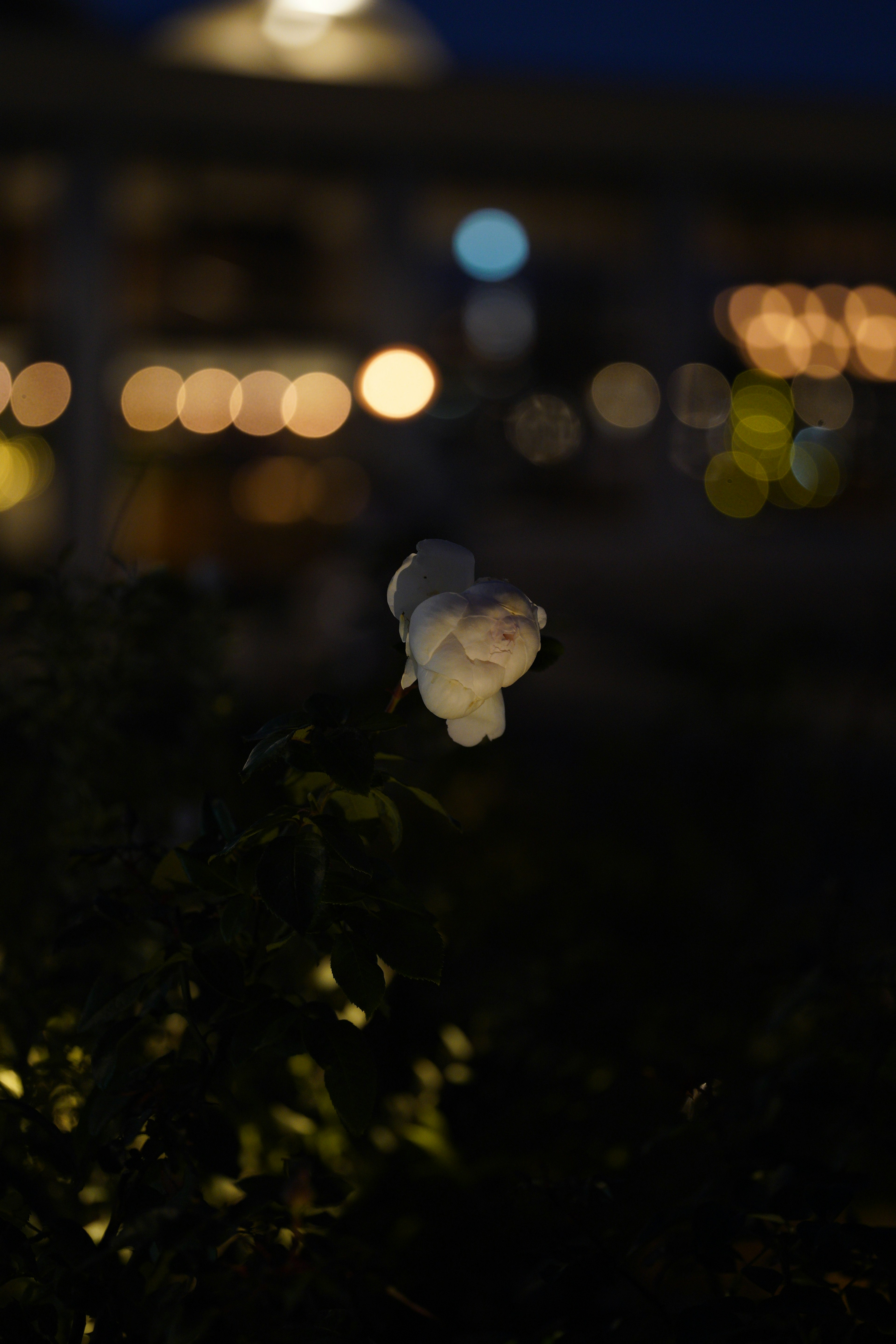 Flor blanca iluminada contra un fondo oscuro con luces borrosas