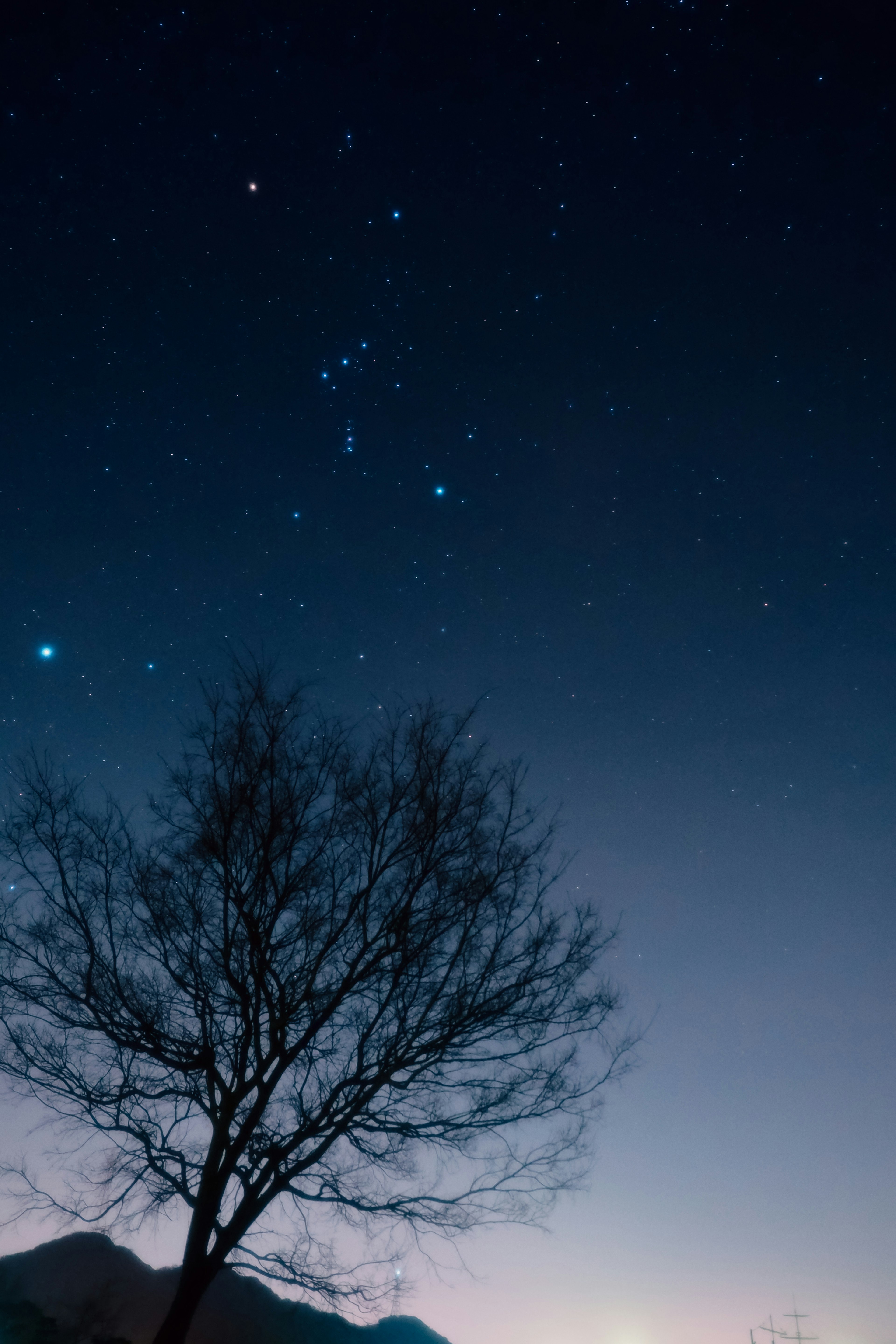 Silhouette of a bare tree under a starry sky at twilight