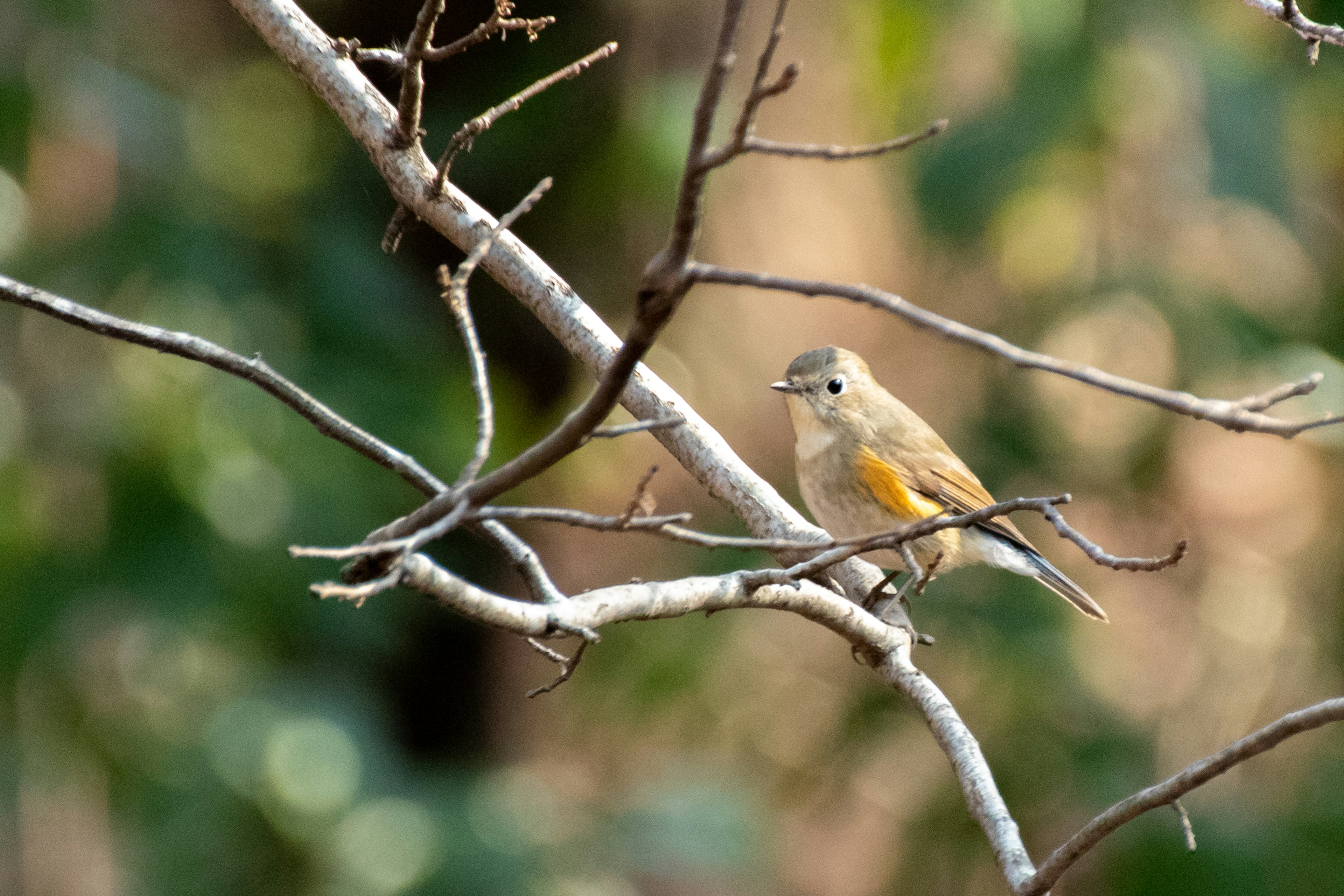 Kleiner Vogel auf einem Zweig mit leuchtend orangefarbenen Federn vor grünem Hintergrund