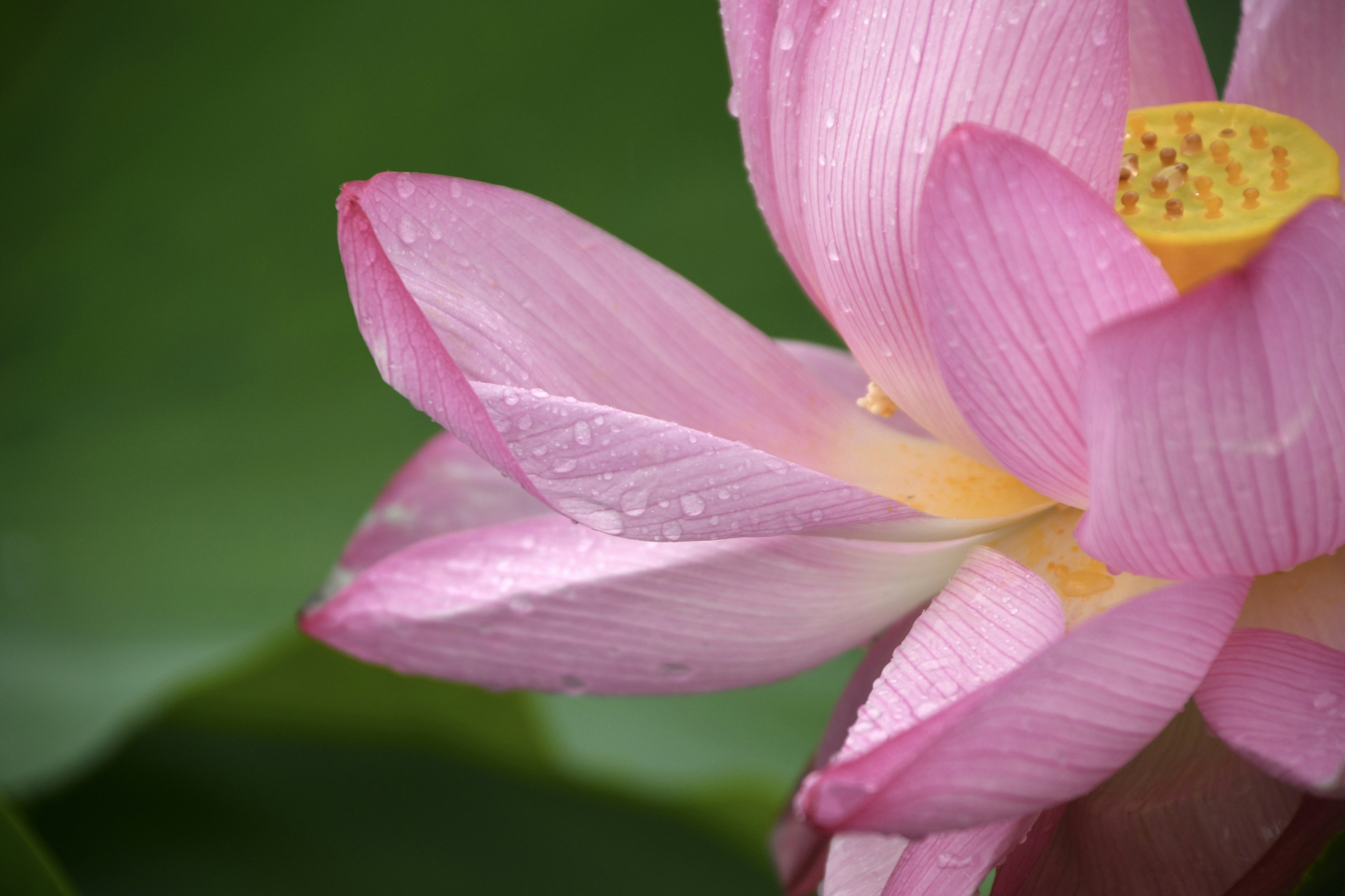 Close-up of a pink lotus flower with water droplets on its petals against a green background