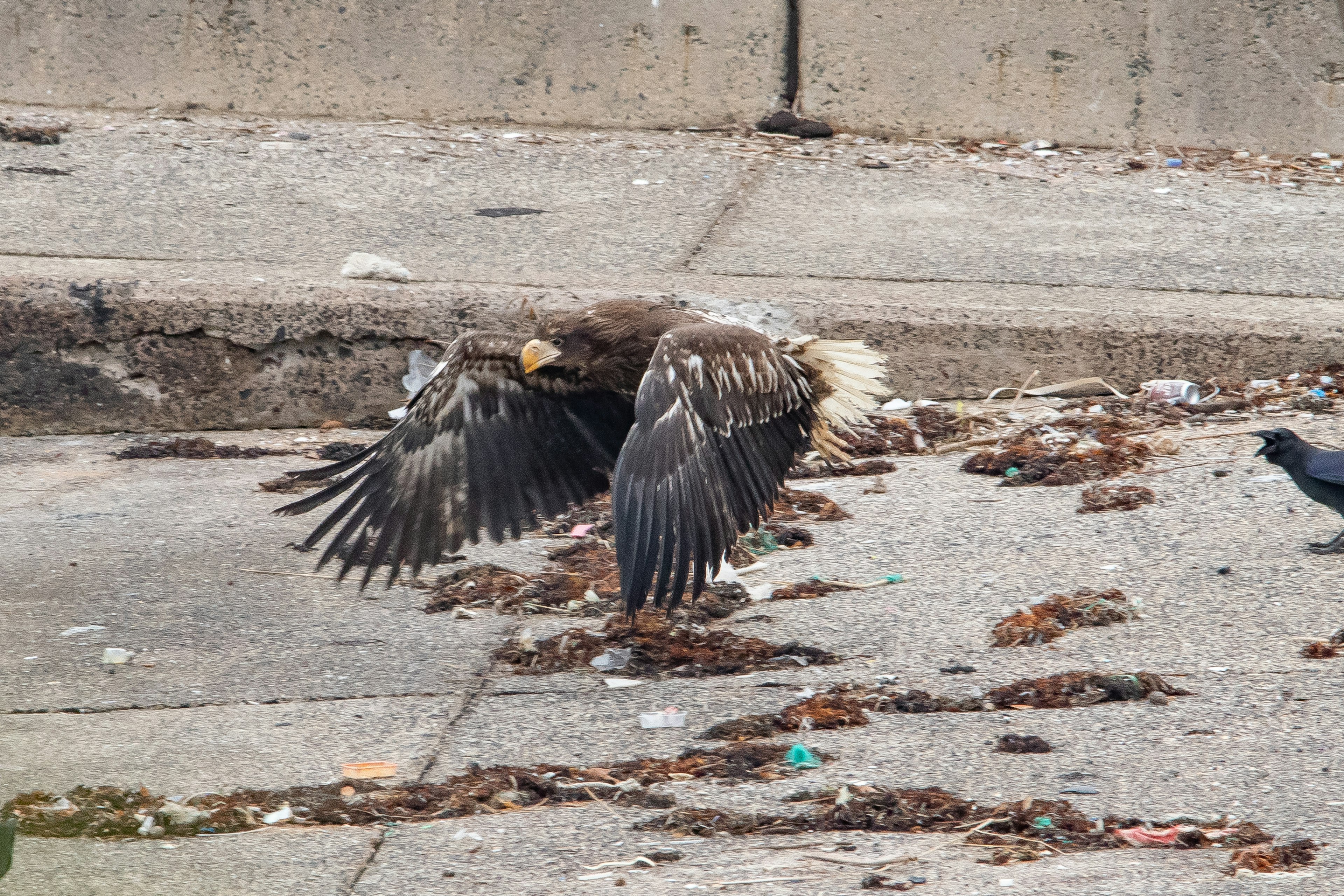 Image d'un rapace volant au-dessus d'un sol jonché de déchets